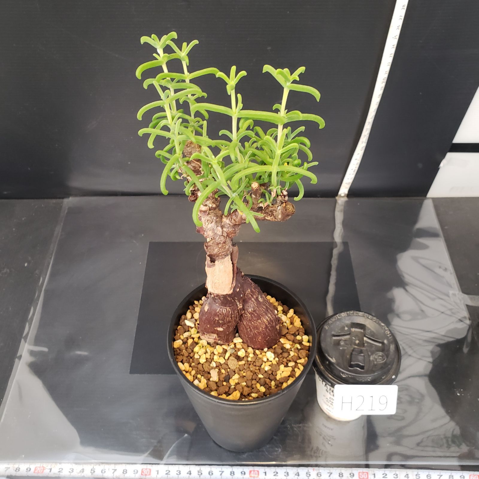 H219【自社養生株】メストクレマ（現地球・発根株・鉢植え）【塊根植物