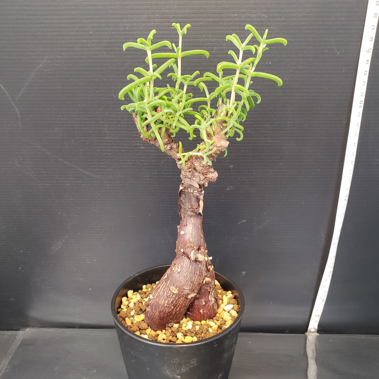 メストクレマ★アルポリフォルメ★塊根植物★コーデックス★発根済み鉢ごと発送 メストクレマ☆アルポリフォルメ☆塊根植物☆コーデックス☆発根済み鉢ごと