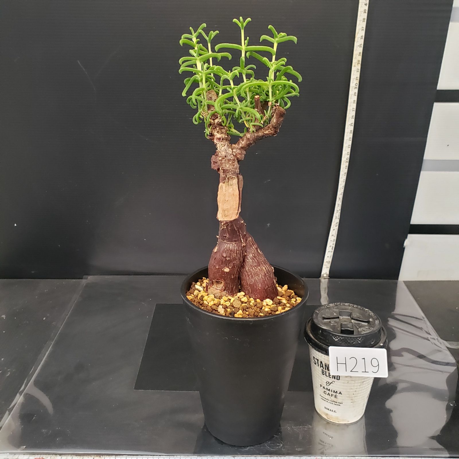 メストクレマ 大株 良樹形 鉢ごと 超メルカリ市限定 メストクレマ 大株 良樹形 鉢ごと メルカリ市限定 - メルカリ