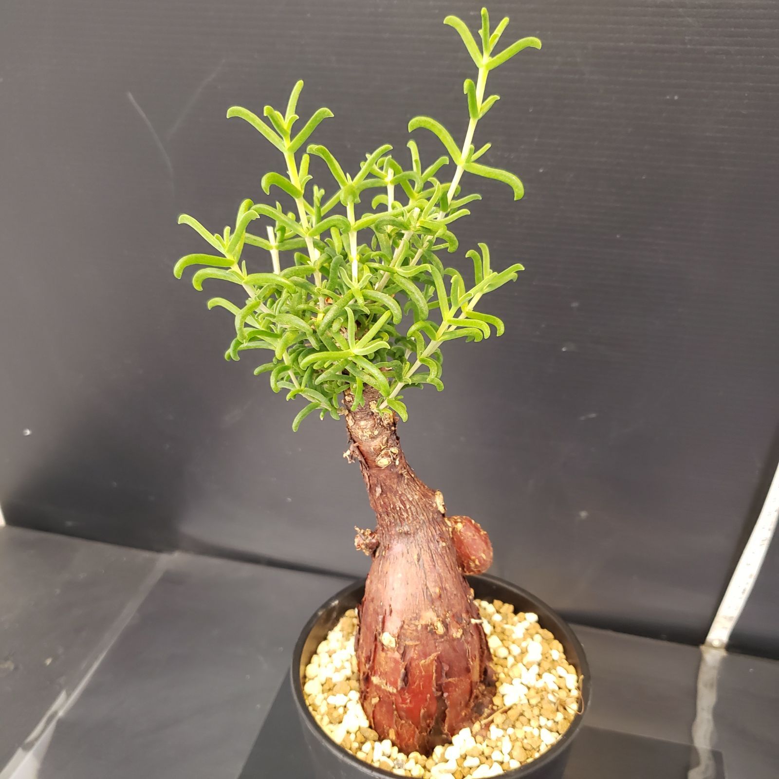 H220【自社養生株】メストクレマ（現地球・発根株・鉢植え）【塊根植物