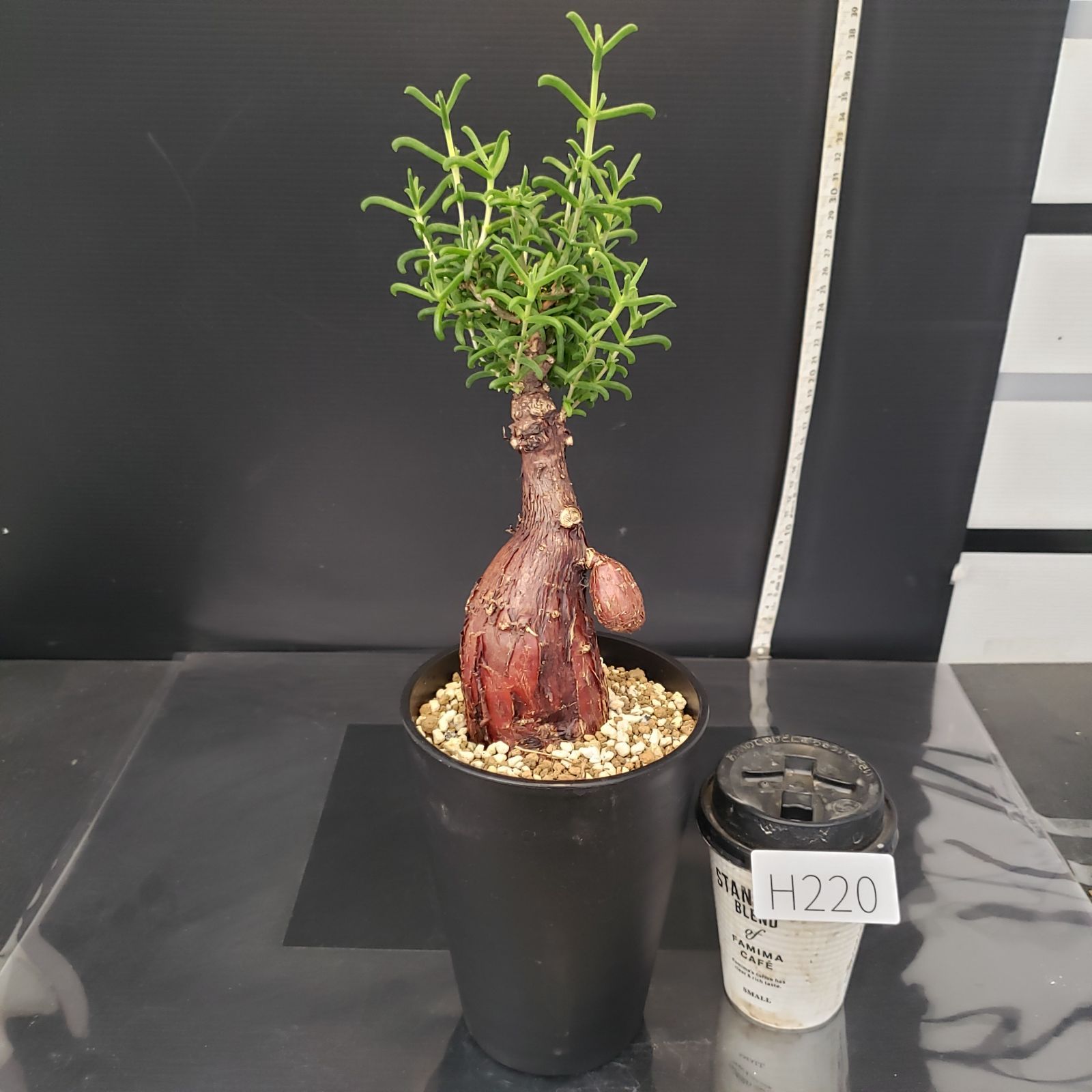 H220【自社養生株】メストクレマ（現地球・発根株・鉢植え）【塊根植物