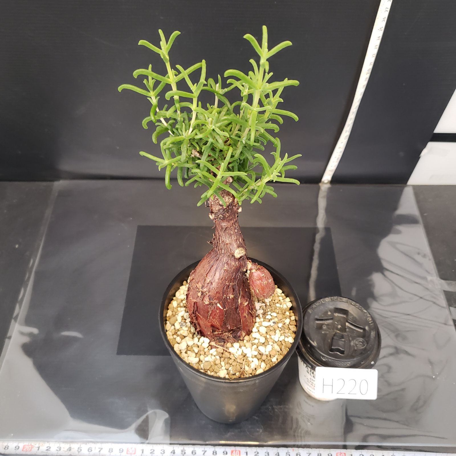 メストクレマ 大株 良樹形 鉢ごと 超メルカリ市限定 メストクレマ 大株 良樹形 鉢ごと メルカリ市限定 - メルカリ