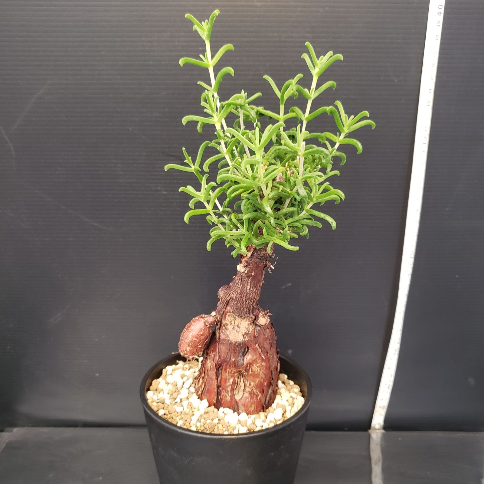 中型 塊根植物 生育中 0087 「塊根植物」メストクレマ 中 抜き苗【美株・多肉植物・Mestoklema】