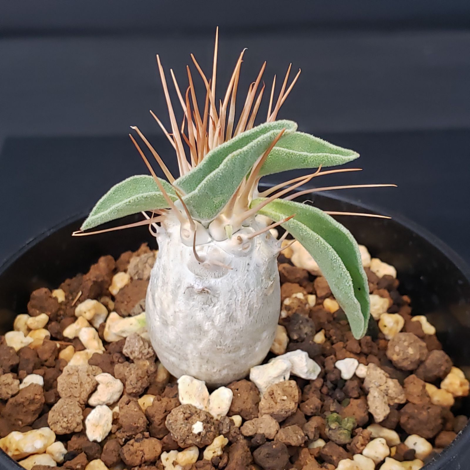 H221【自社養生株】パキポディウム ナマクアナム（発根株・鉢植え