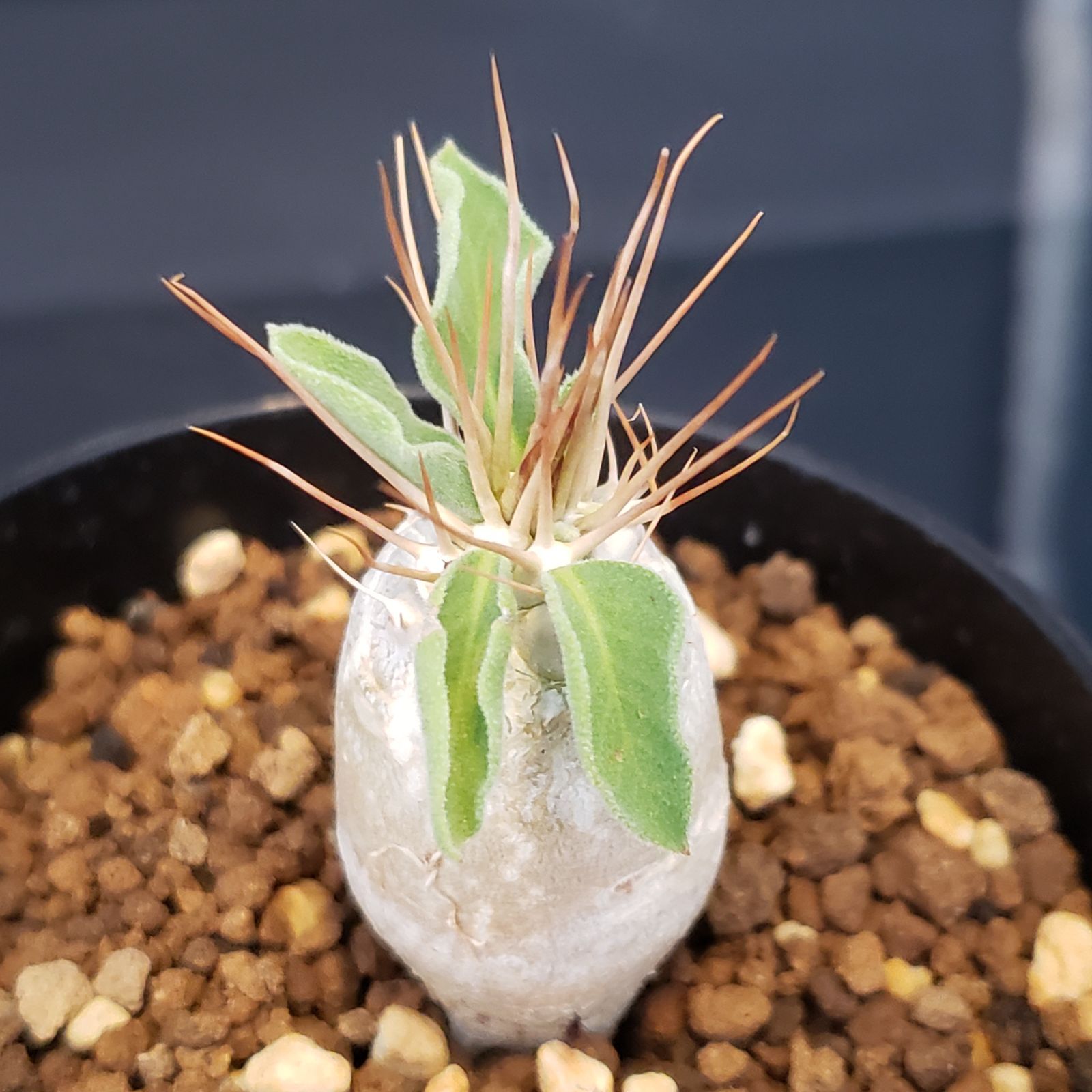 H222【自社養生株】パキポディウム ナマクアナム（発根株・鉢植え