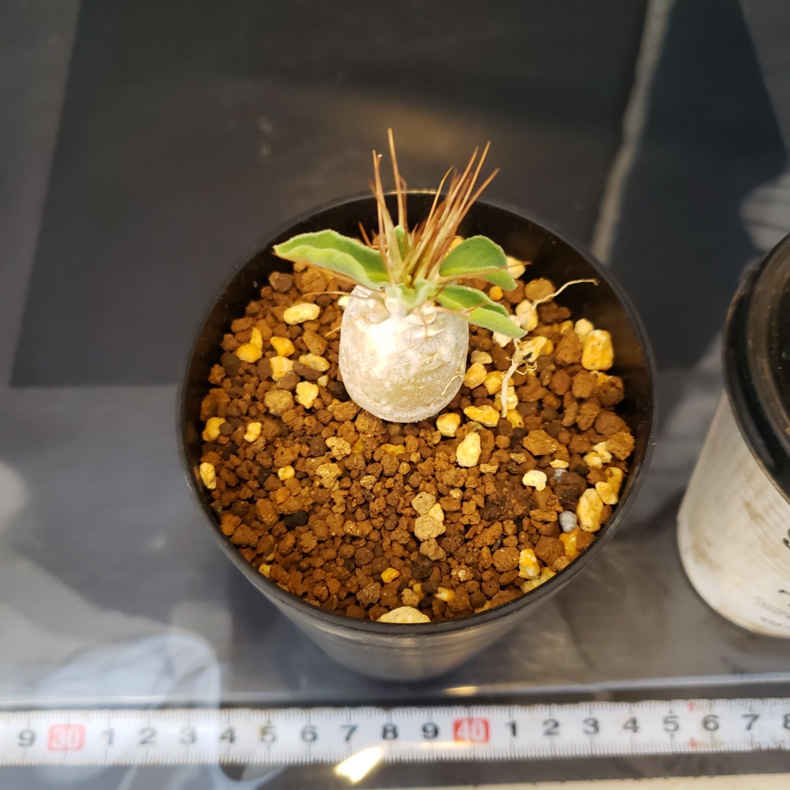 H222【自社養生株】パキポディウム ナマクアナム（発根株・鉢植え