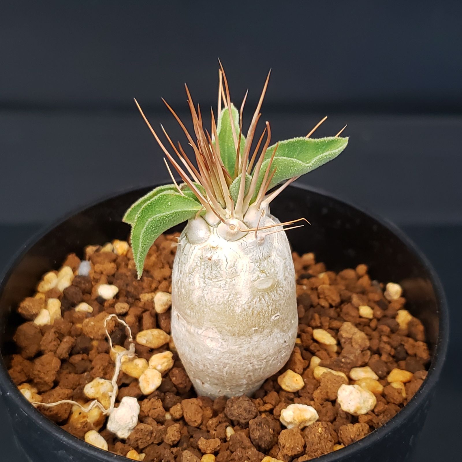 中型 パキポディウム レアリー　発根済み H222【自社養生株】パキポディウム ナマクアナム（発根株・鉢植え