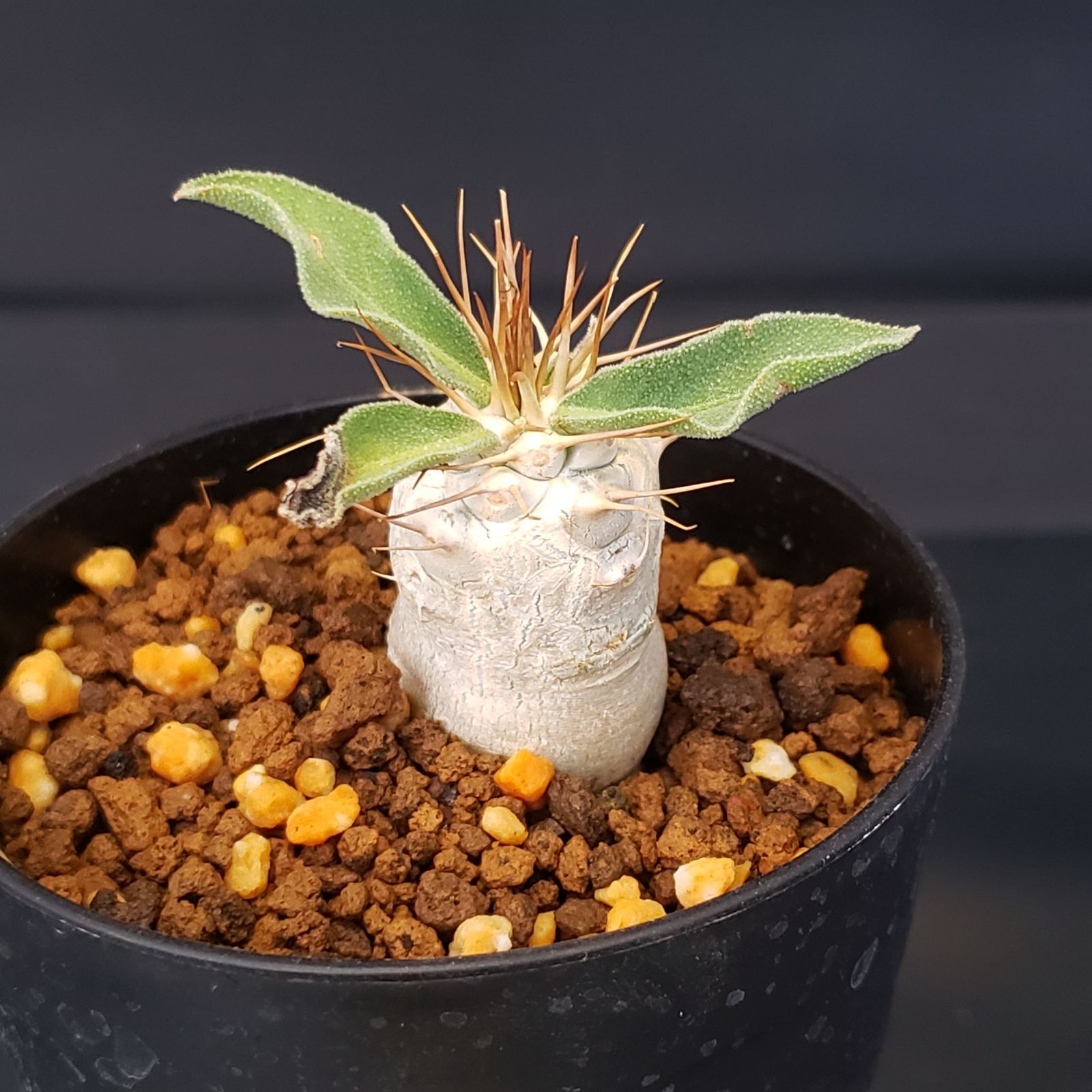 H223【自社養生株】パキポディウム ナマクアナム（発根株・鉢植え