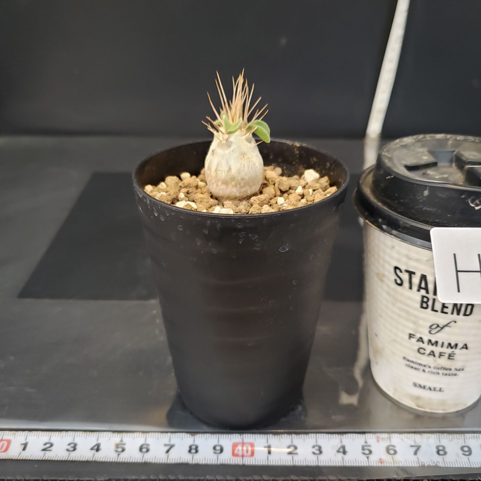 H224【自社養生株】パキポディウム ナマクアナム（発根株・鉢植え