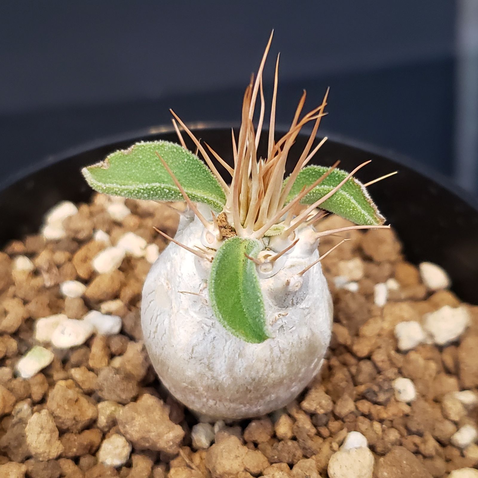 ナマクアナム　塊根植物　発根済 H224【自社養生株】パキポディウム ナマクアナム（発根株・鉢植え