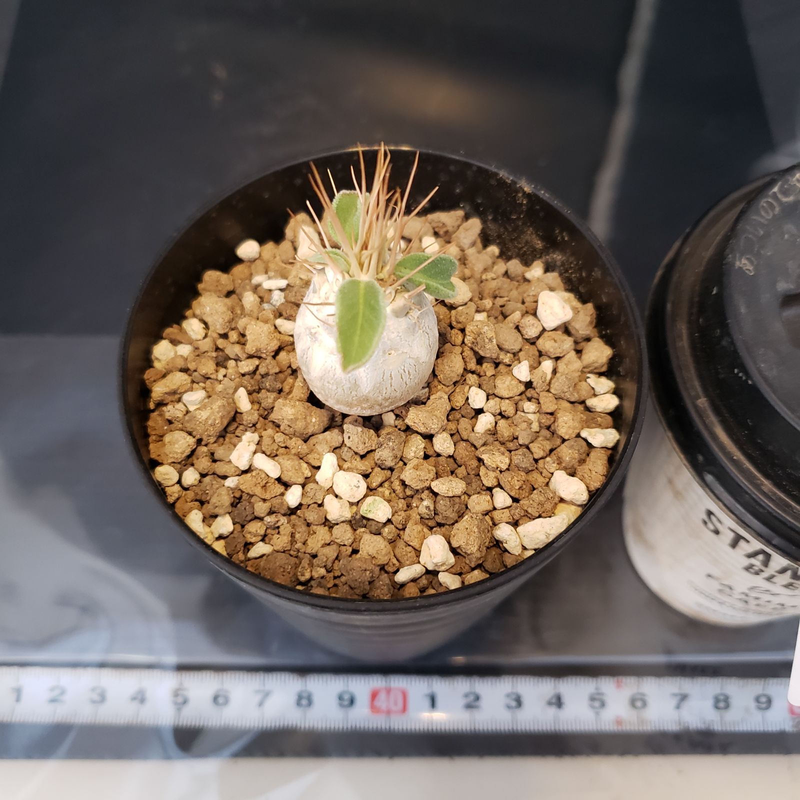 H224【自社養生株】パキポディウム ナマクアナム（発根株・鉢植え