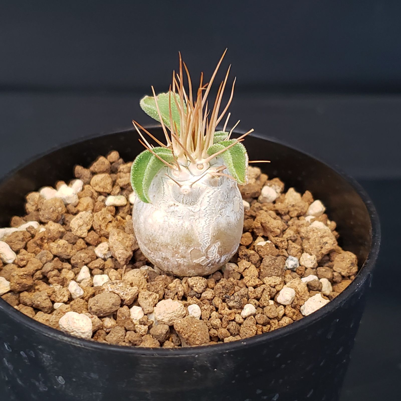 H224【自社養生株】パキポディウム ナマクアナム（発根株・鉢植え