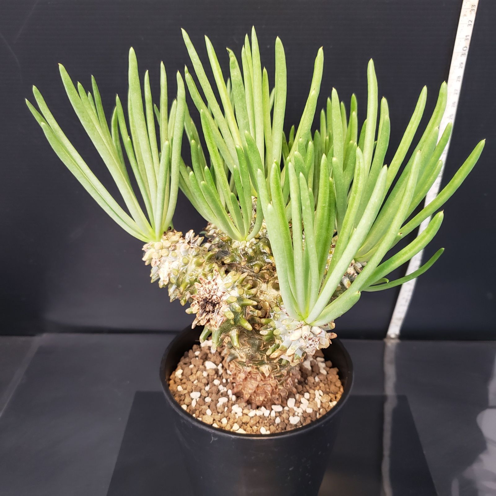 H225【自社養生株】チレコドン ワリチー（現地球・発根株・鉢植え