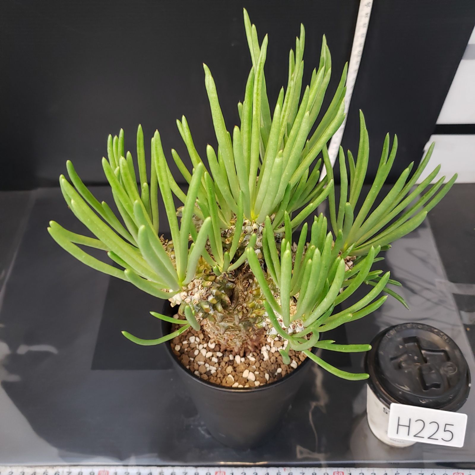 H225【自社養生株】チレコドン ワリチー（現地球・発根株・鉢植え