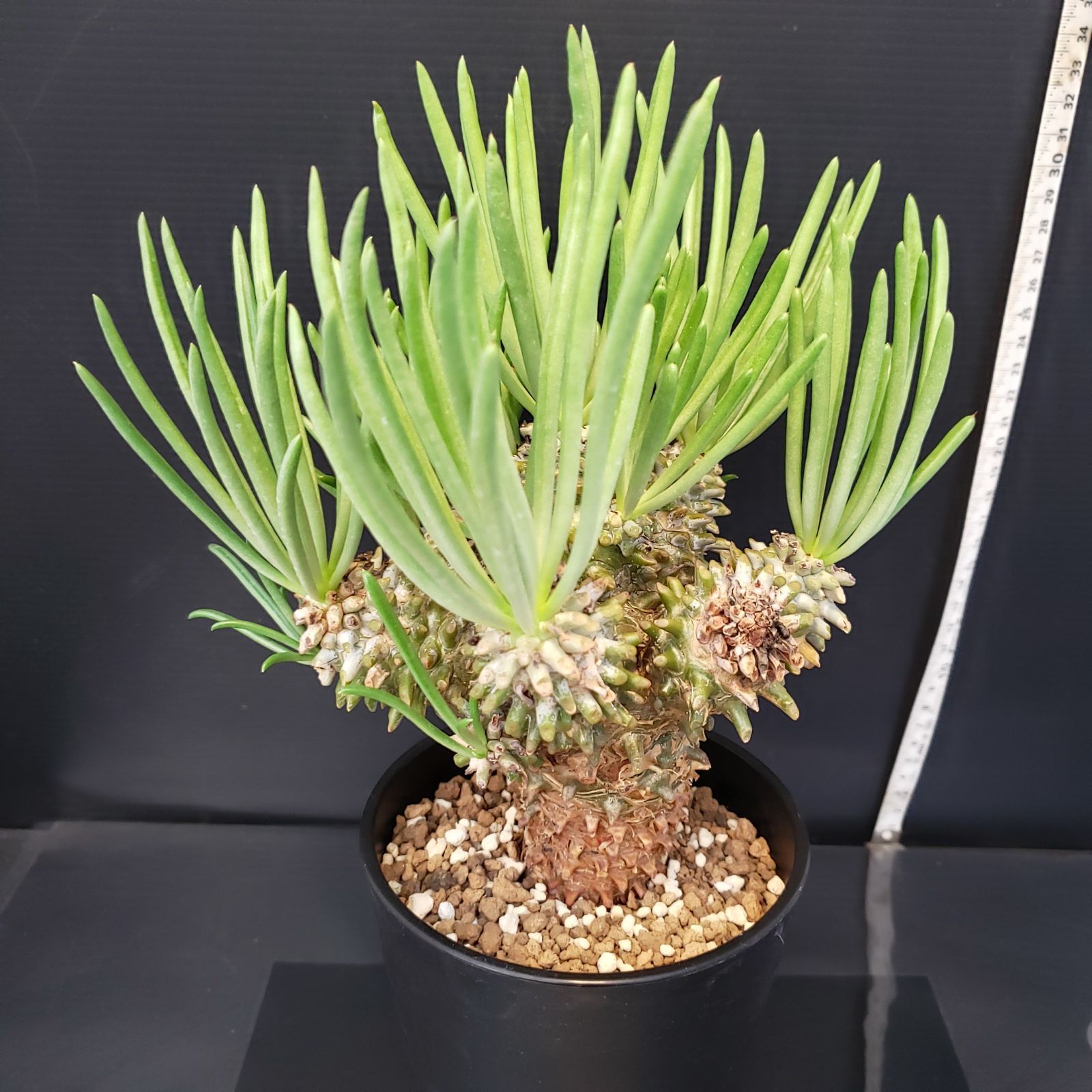チレコドン ワリチー 発根済み 現在株コーデックス 多肉植物 塊根植物 Amazon｜【現品限り】チレコドン・ワリチー【O85】 Tylecodon