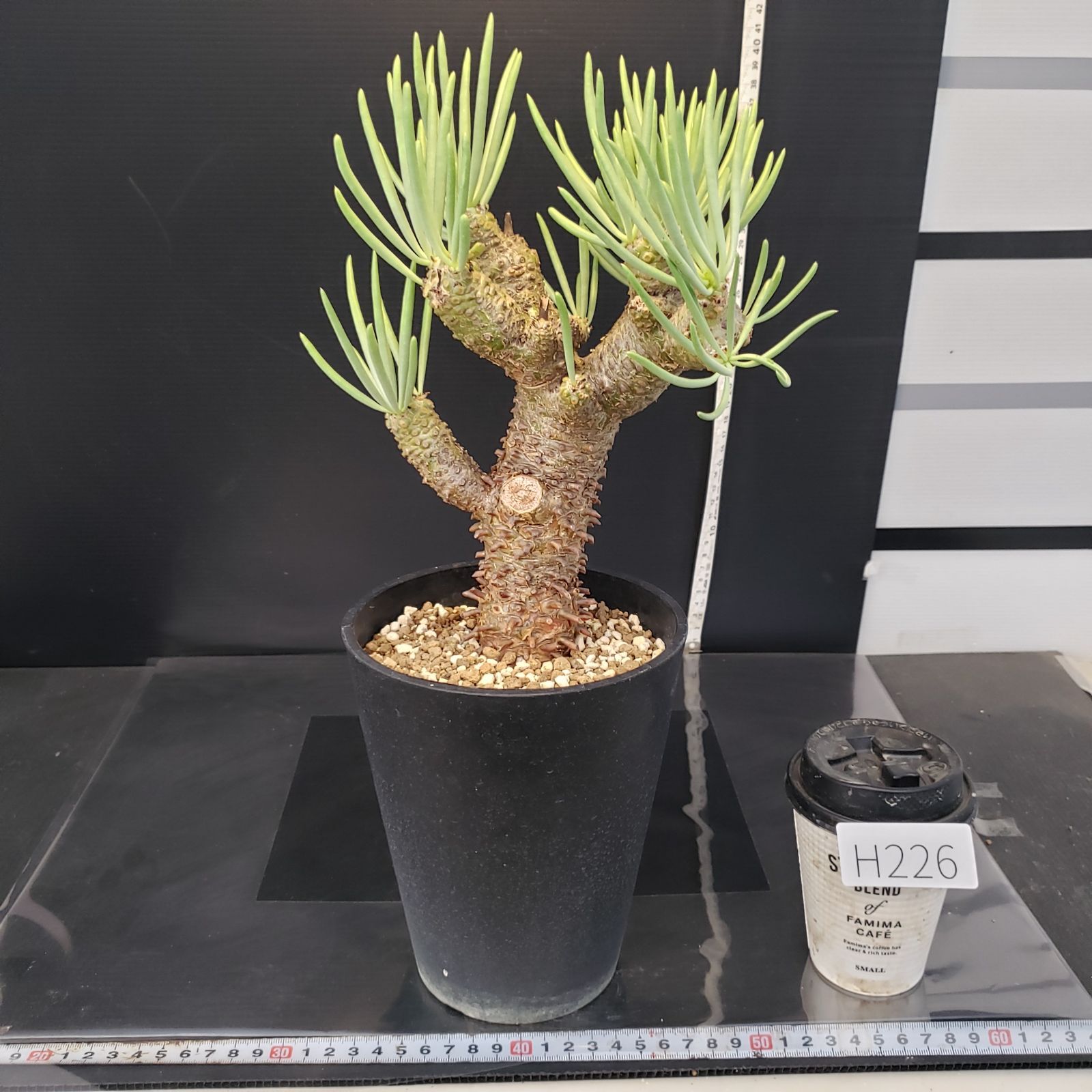 H226【自社養生株】チレコドン ワリチー（現地球・発根株・鉢植え