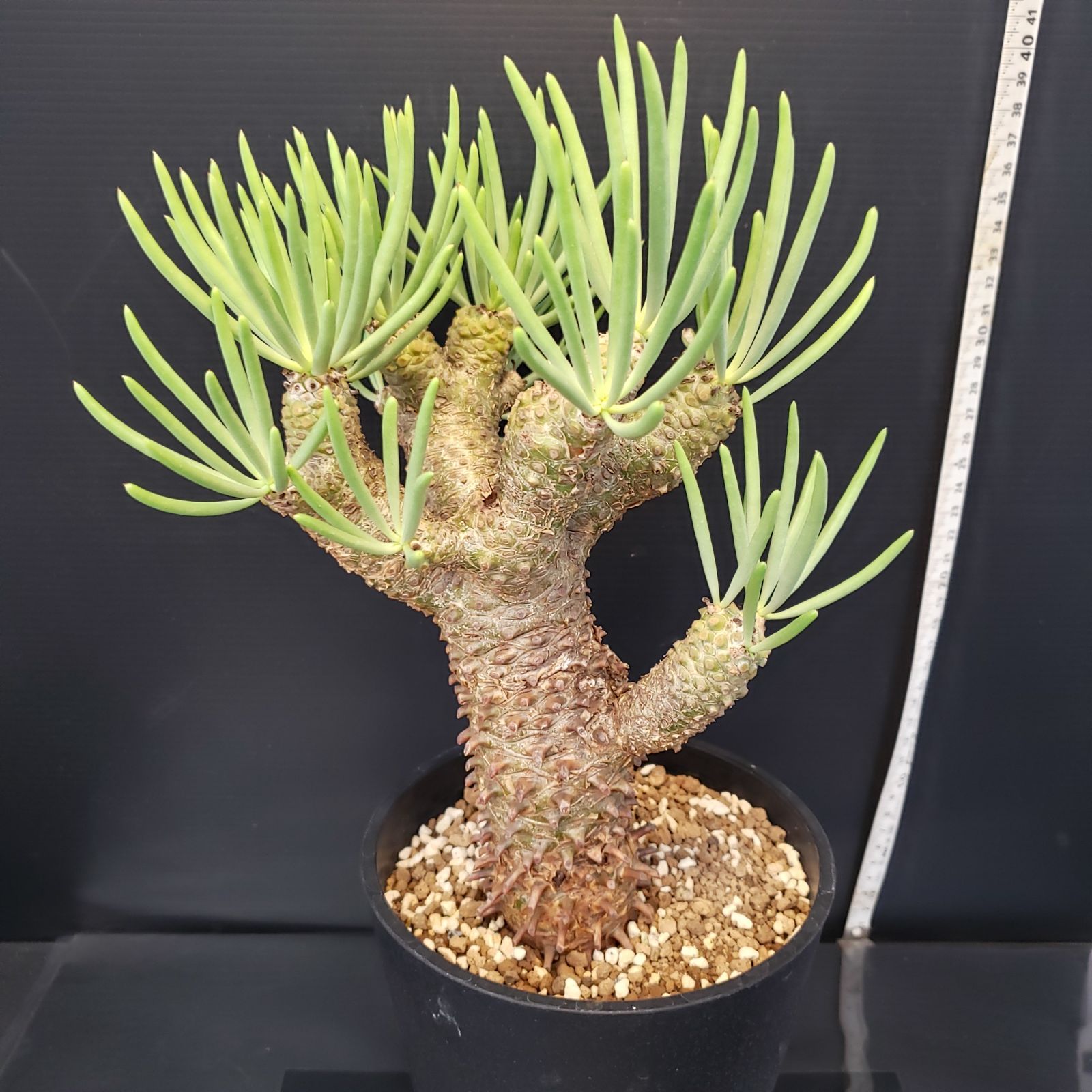 チレコドン ワリチー 発根済み 現在株コーデックス 多肉植物 塊根植物 H226【自社養生株】チレコドン ワリチー（現地球・発根株・鉢植え