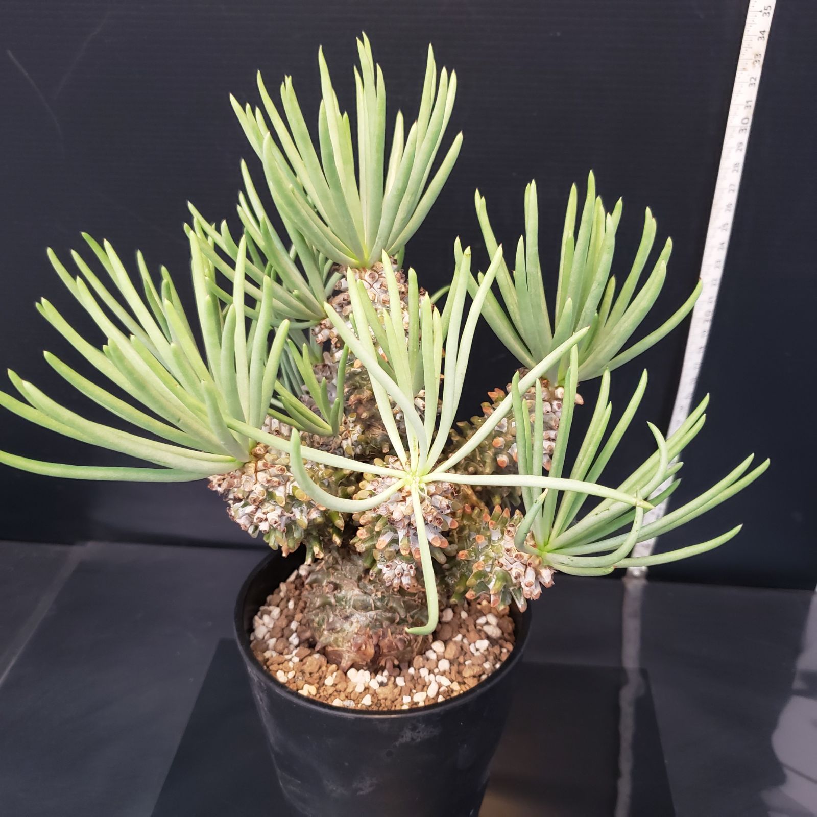 大株☆現地株☆チレコドン ワリチー Tylecodon wallichii【チレコドン・ワリチー】 | RIMO'S GREEN