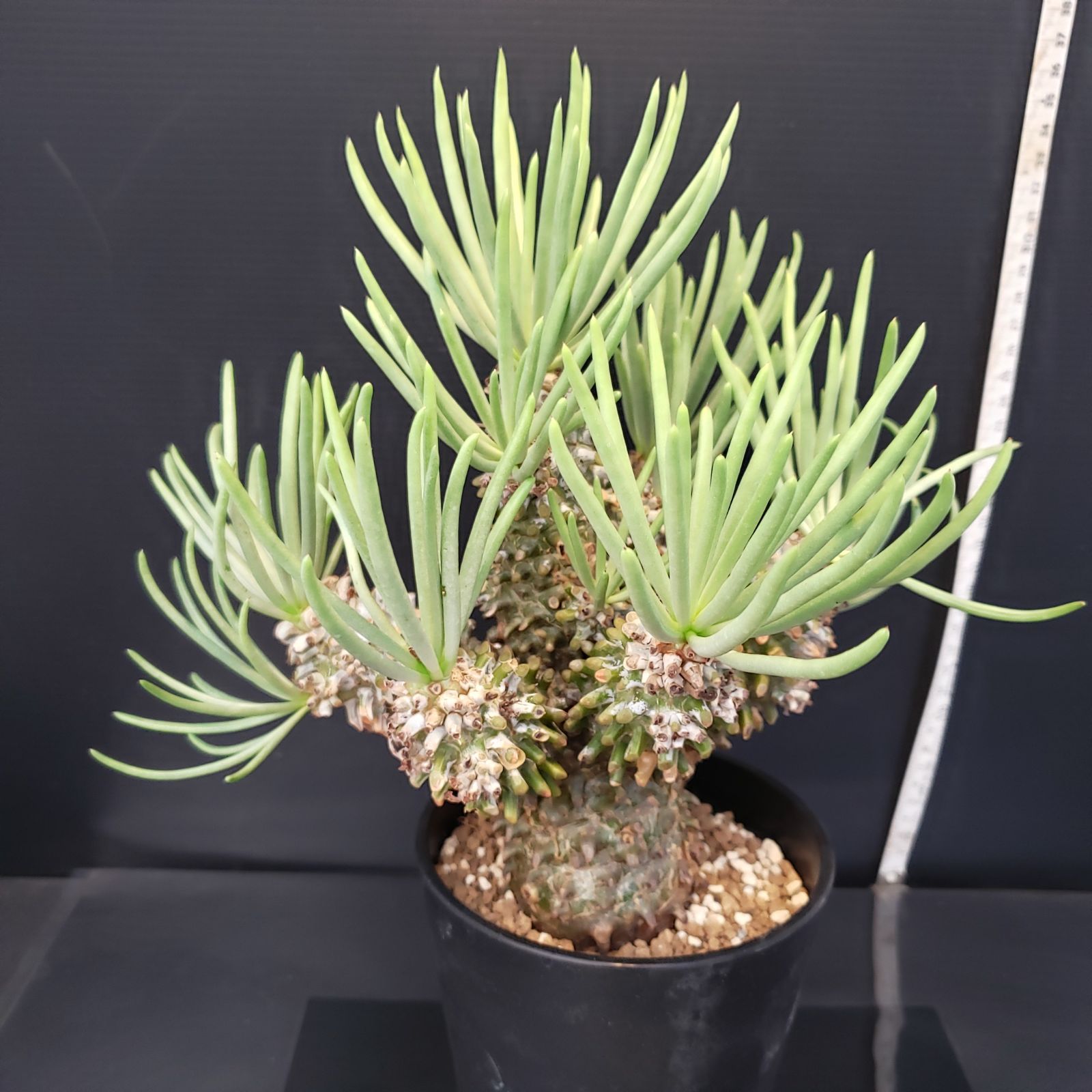 チレコドン ワリチー 発根済み 現在株コーデックス 多肉植物 塊根植物 H227【自社養生株】チレコドン ワリチー（現地球・発根株・鉢植え