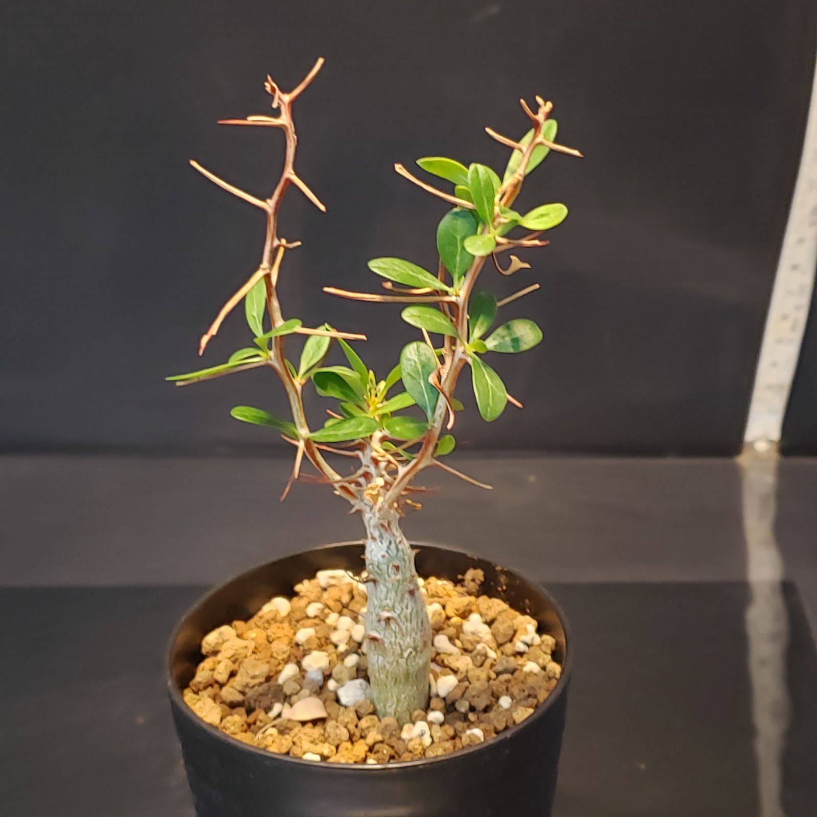 H232【自社養生株】フォークイエリア コルムナリス（実生・発根株