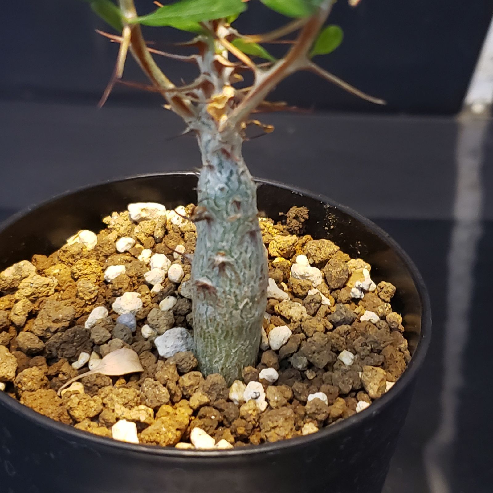 ステルクリア　リンコカルパ　実生苗　塊根植物　ゆうパック ステルクリア リンコカルパ 実生苗 塊根植物 ゆうパック