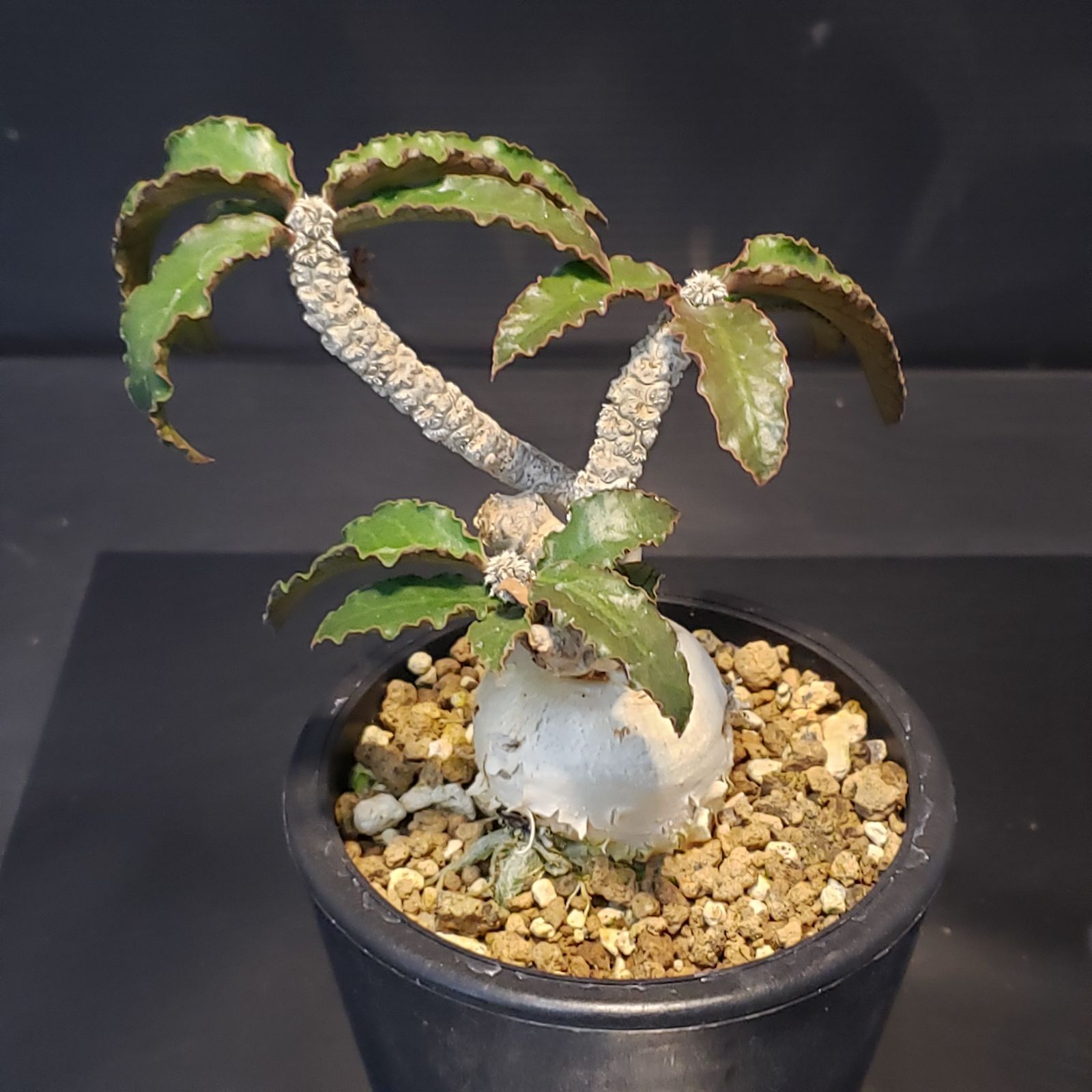 H234【自社養生株】ユーフォルビア アンボボンベンシス（発根株