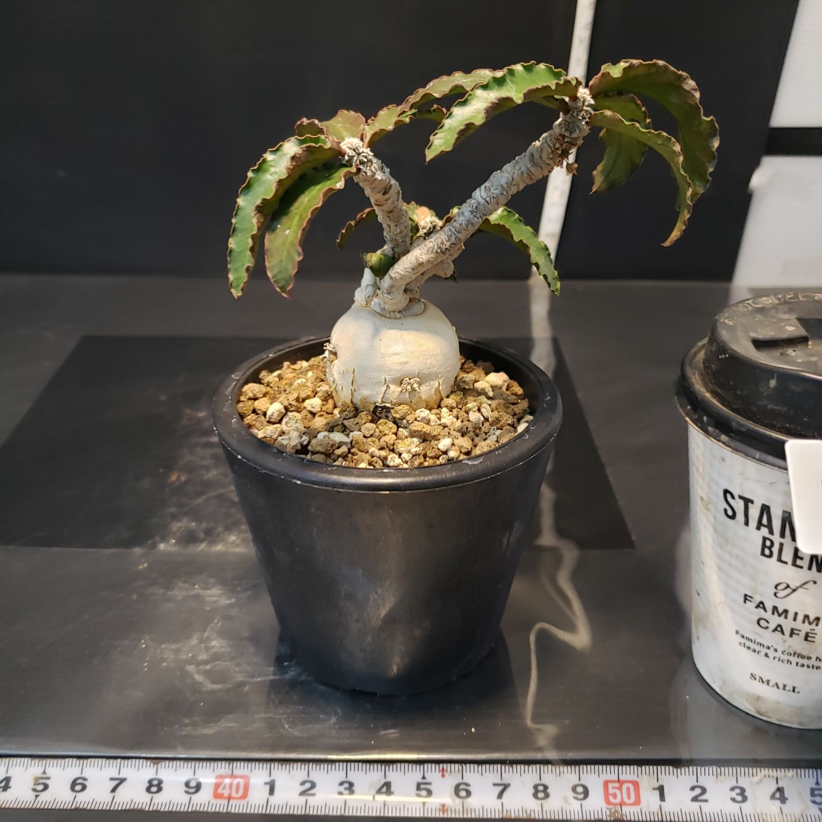 H234【自社養生株】ユーフォルビア アンボボンベンシス（発根株