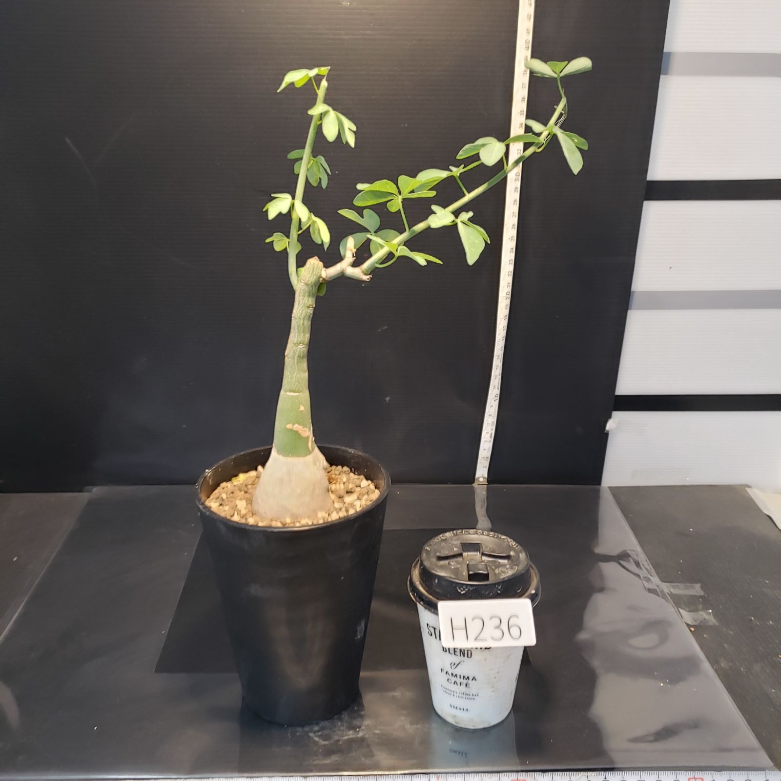 H236【自社養生株】アデニア フルチコーサ(現地球・発根株・鉢植え H236【自社養生株】アデニア フルチコーサ(現地球・発根株・鉢植え