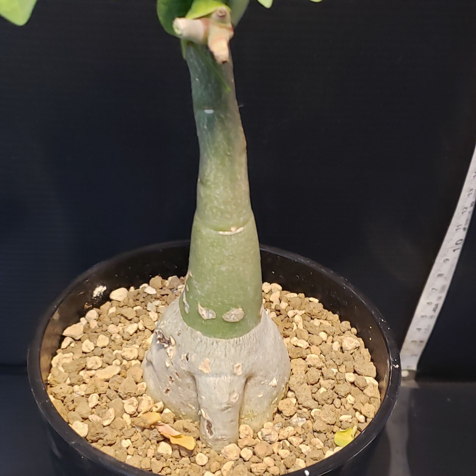 H236【自社養生株】アデニア フルチコーサ（現地球・発根株・鉢植え