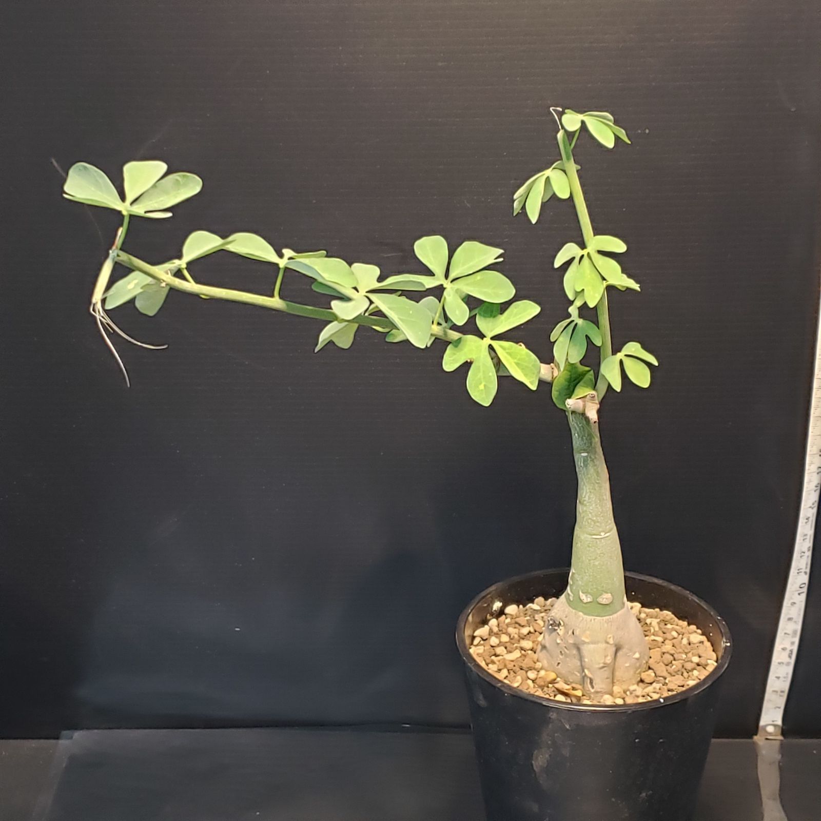 H236【自社養生株】アデニア フルチコーサ（現地球・発根株・鉢植え