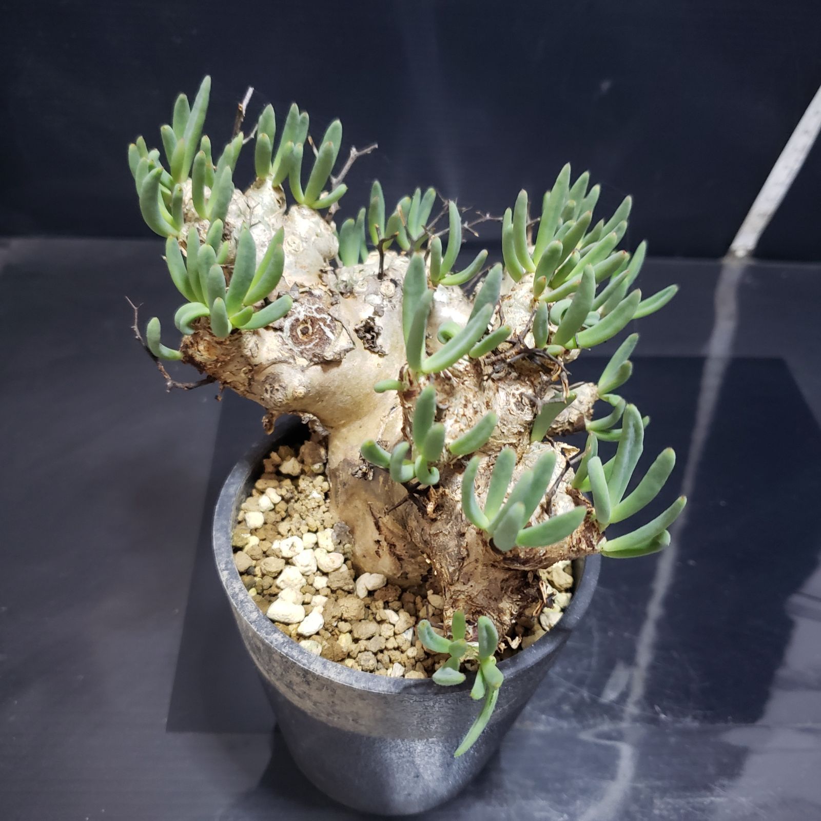 H238【自社養生株】チレコドン レティキュラータス 万物想（現地球・発