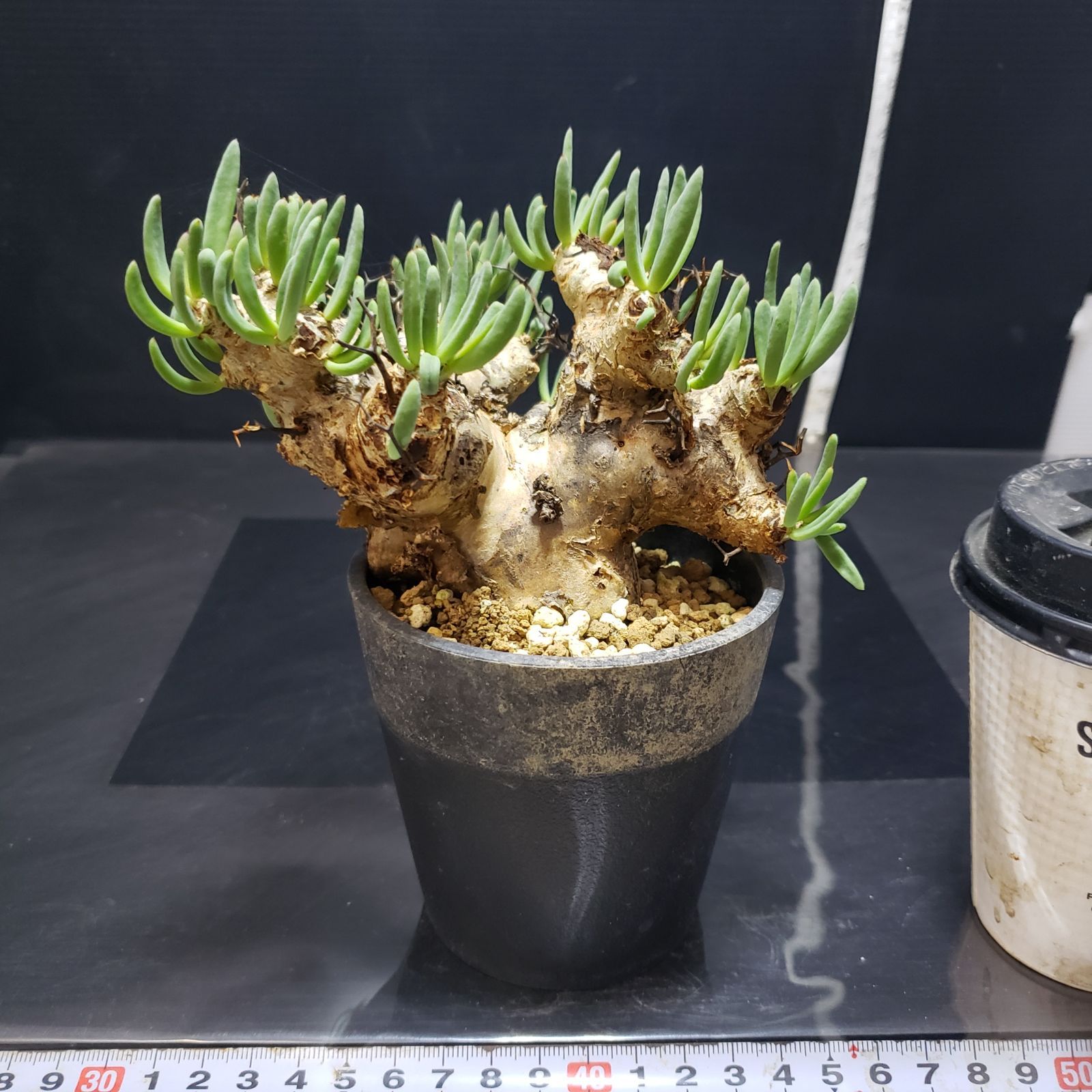 H238【自社養生株】チレコドン レティキュラータス 万物想（現地球・発