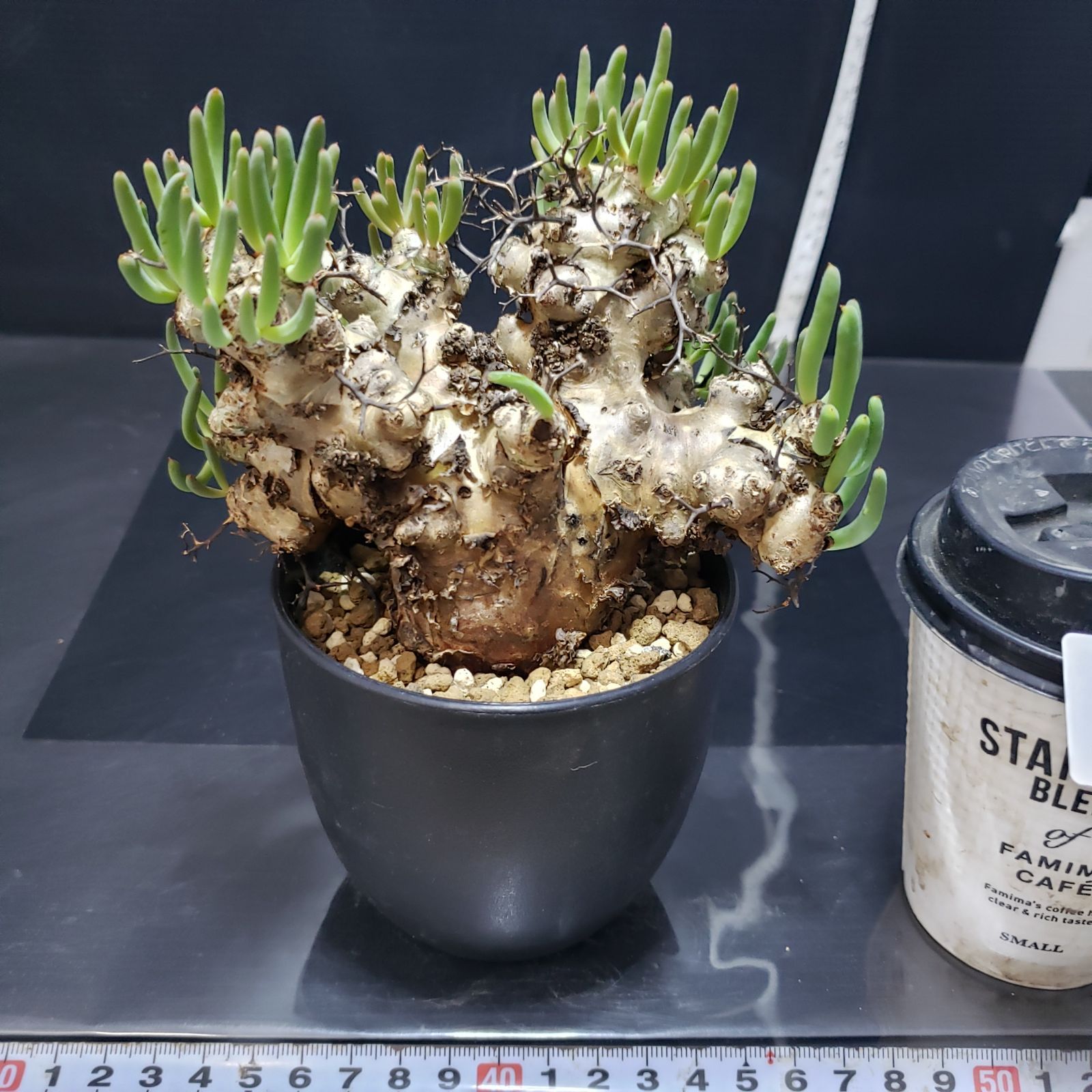 H241【自社養生株】チレコドン レティキュラータス 万物想（現地球・発