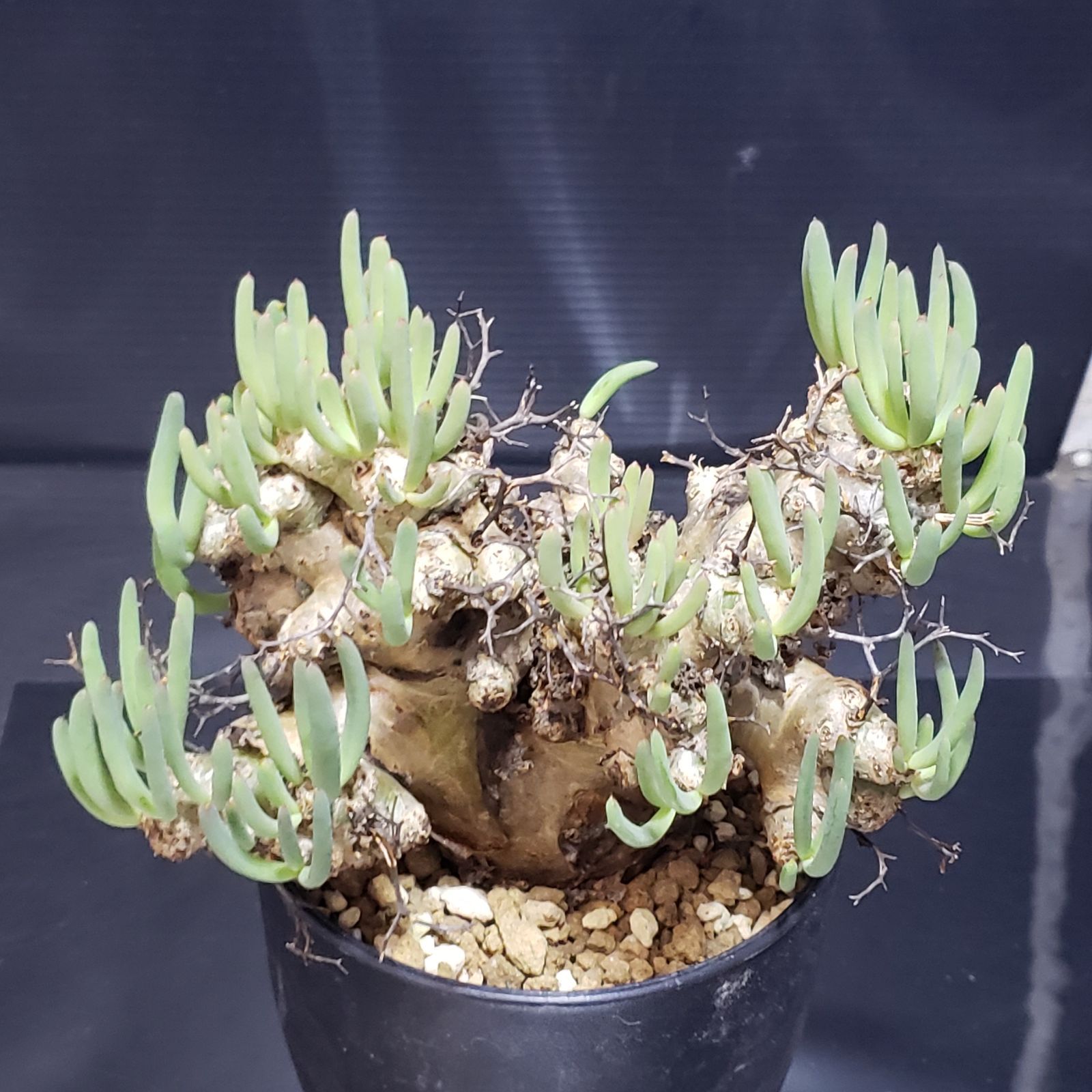 H241【自社養生株】チレコドン レティキュラータス 万物想（現地球・発