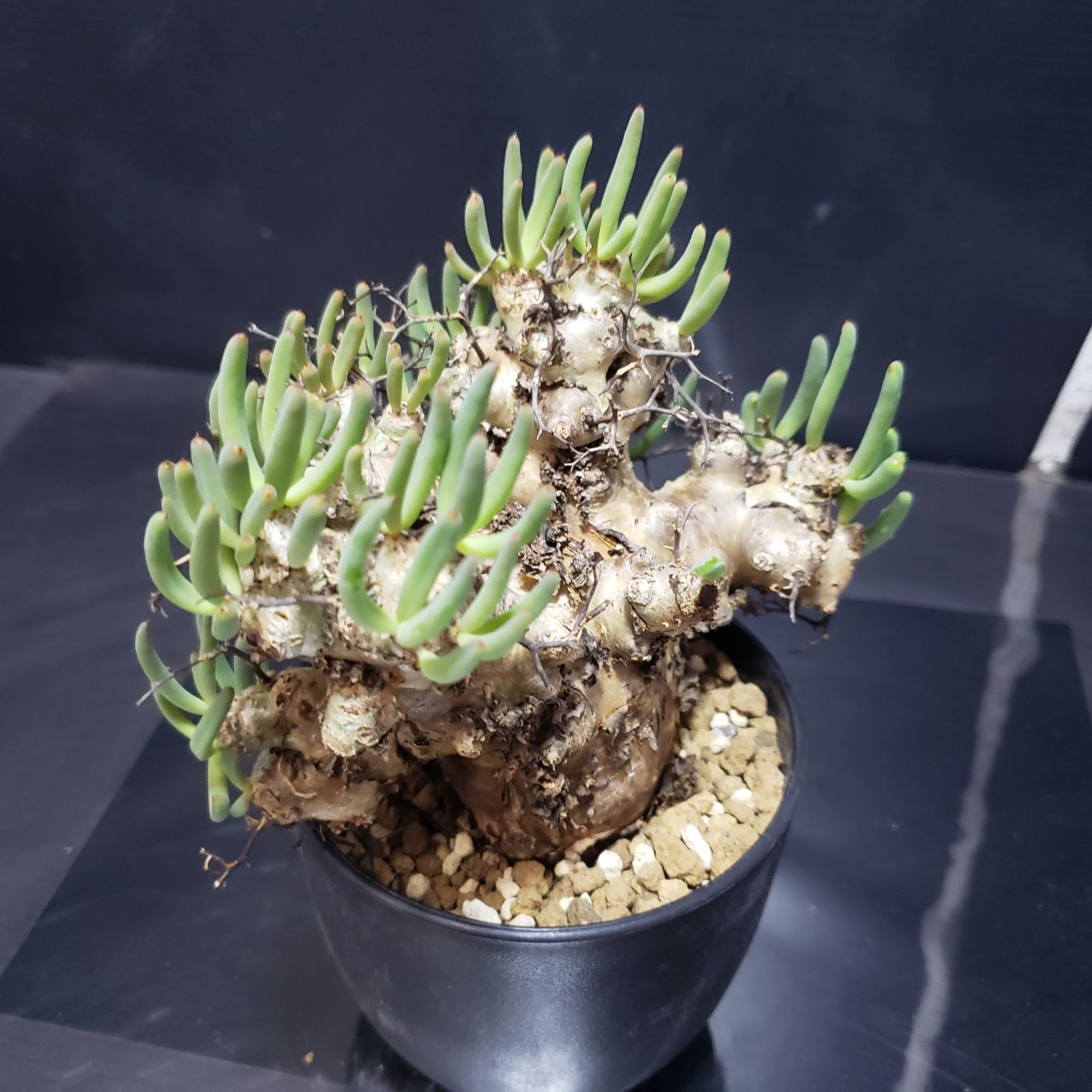 H241【自社養生株】チレコドン レティキュラータス 万物想（現地球・発