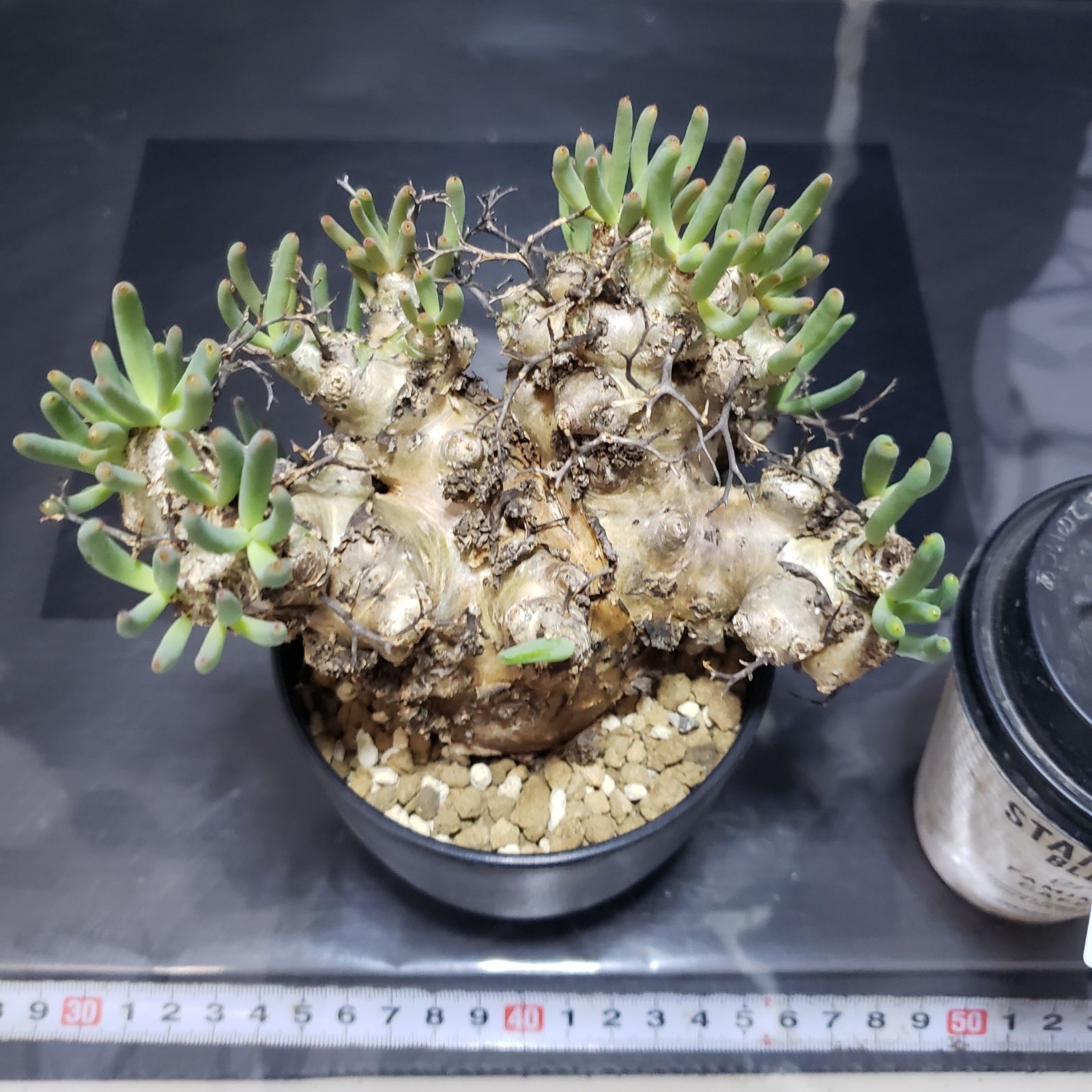 万物想　チレコドン　レティキュラータス 現地球　塊根植物 H256【自社養生株】チレコドン レティキュラータス 万物想（現地球・発