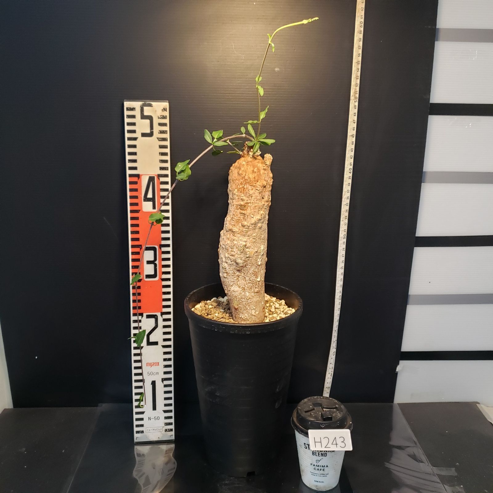 H243【自社養生株】フォッケア エデュリス（現地球・発根株・鉢植え