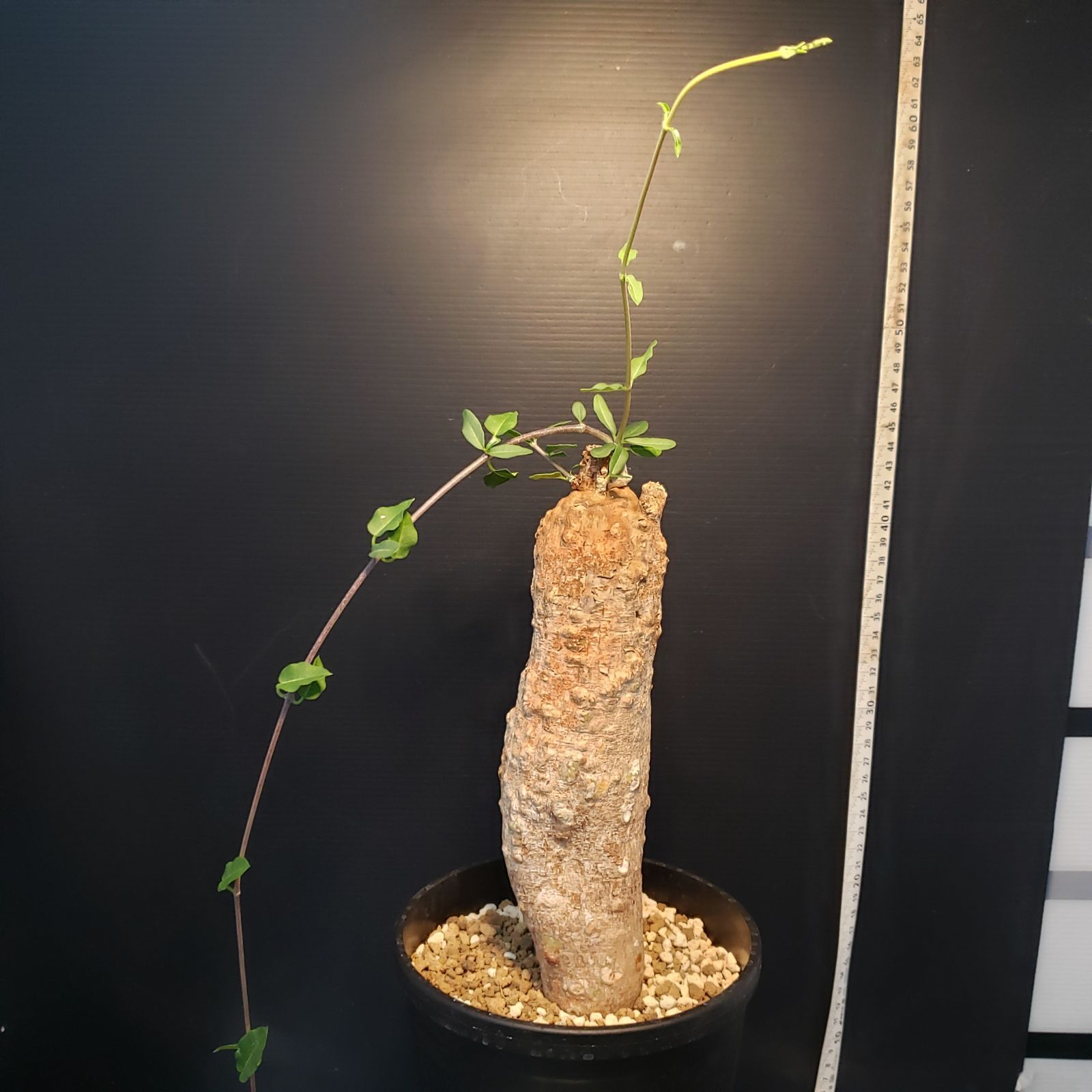 H243【自社養生株】フォッケア エデュリス（現地球・発根株・鉢植え