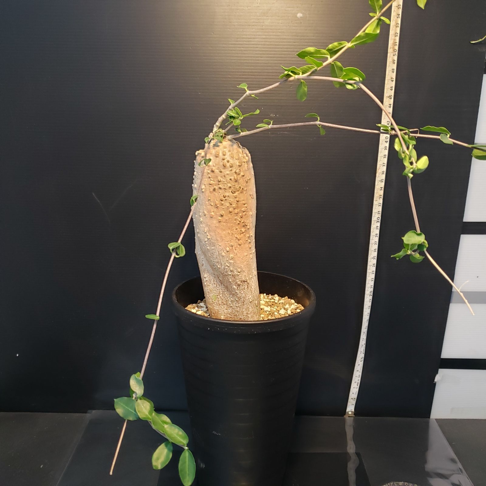 H244【自社養生株】フォッケア エデュリス（現地球・発根株・鉢植え