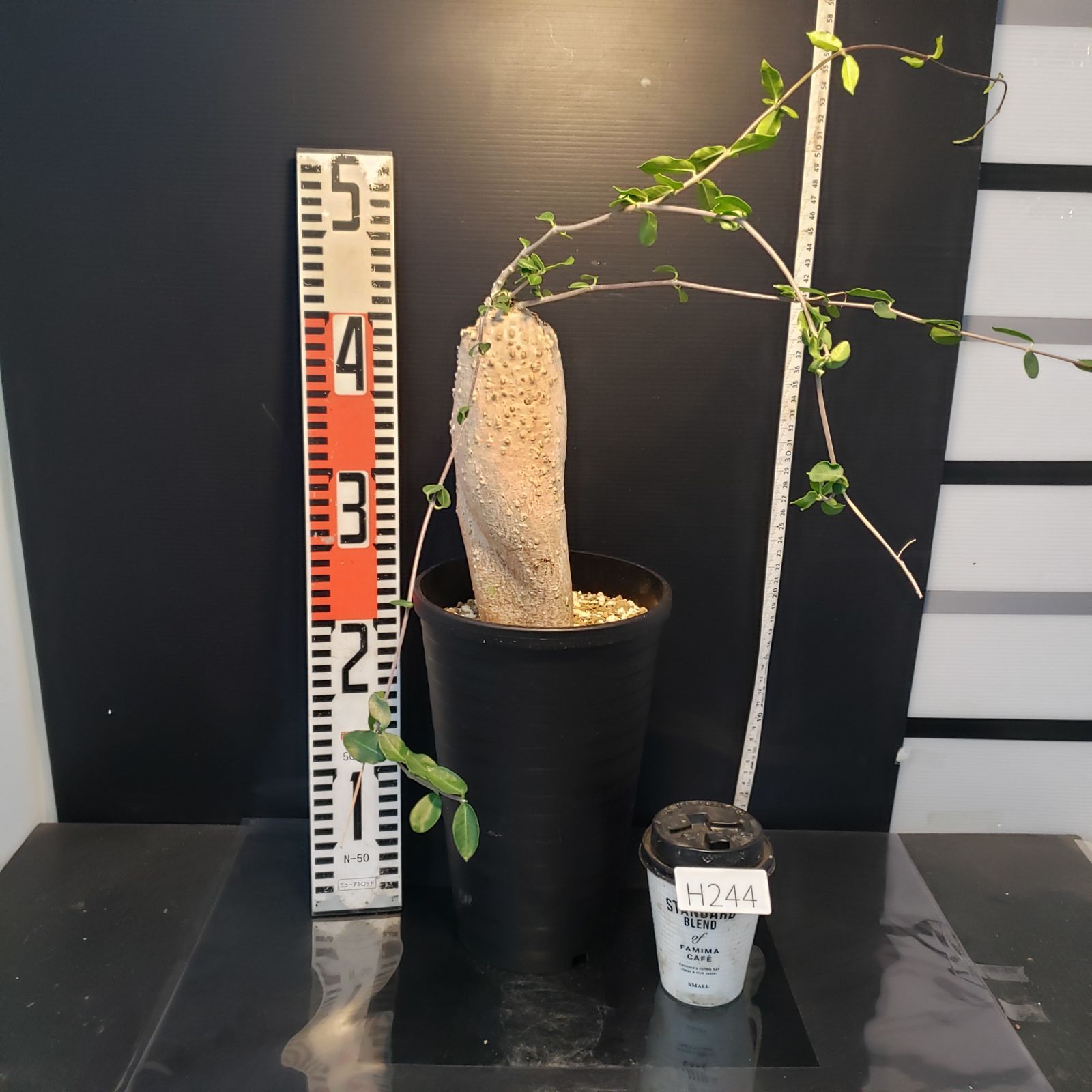 H244【自社養生株】フォッケア エデュリス（現地球・発根株・鉢植え