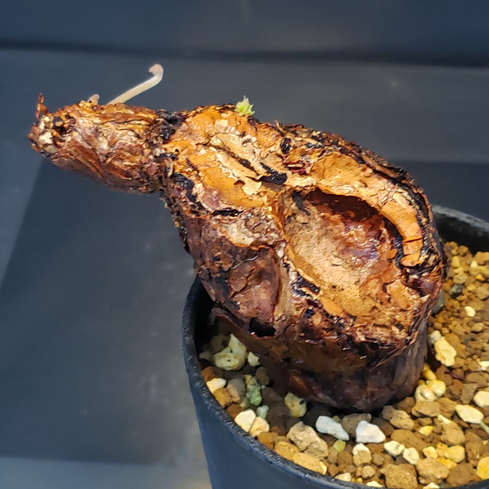 H246【自社養生株】ペラルゴニュウム トリステ（現地球・発根株