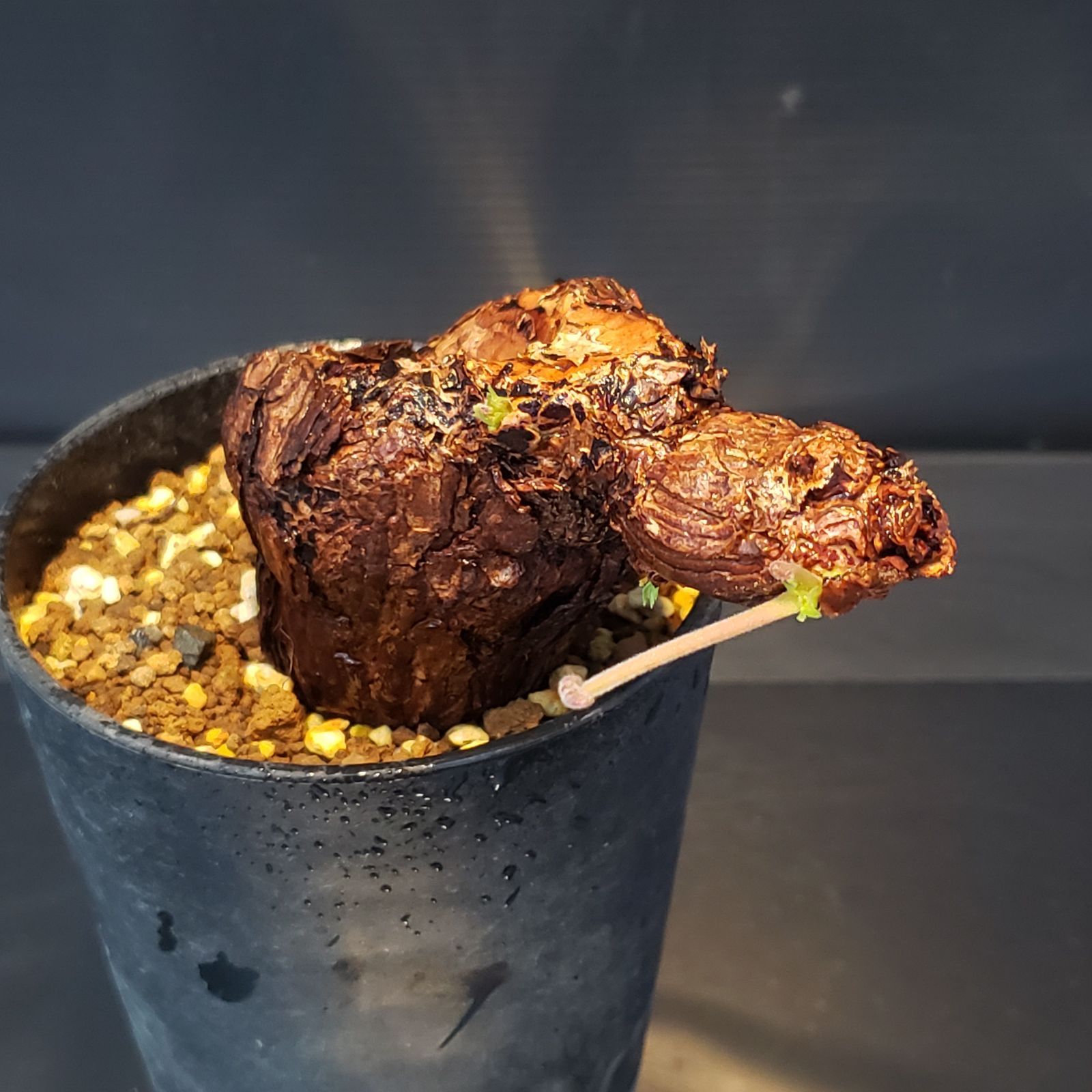 H246【自社養生株】ペラルゴニュウム トリステ（現地球・発根株