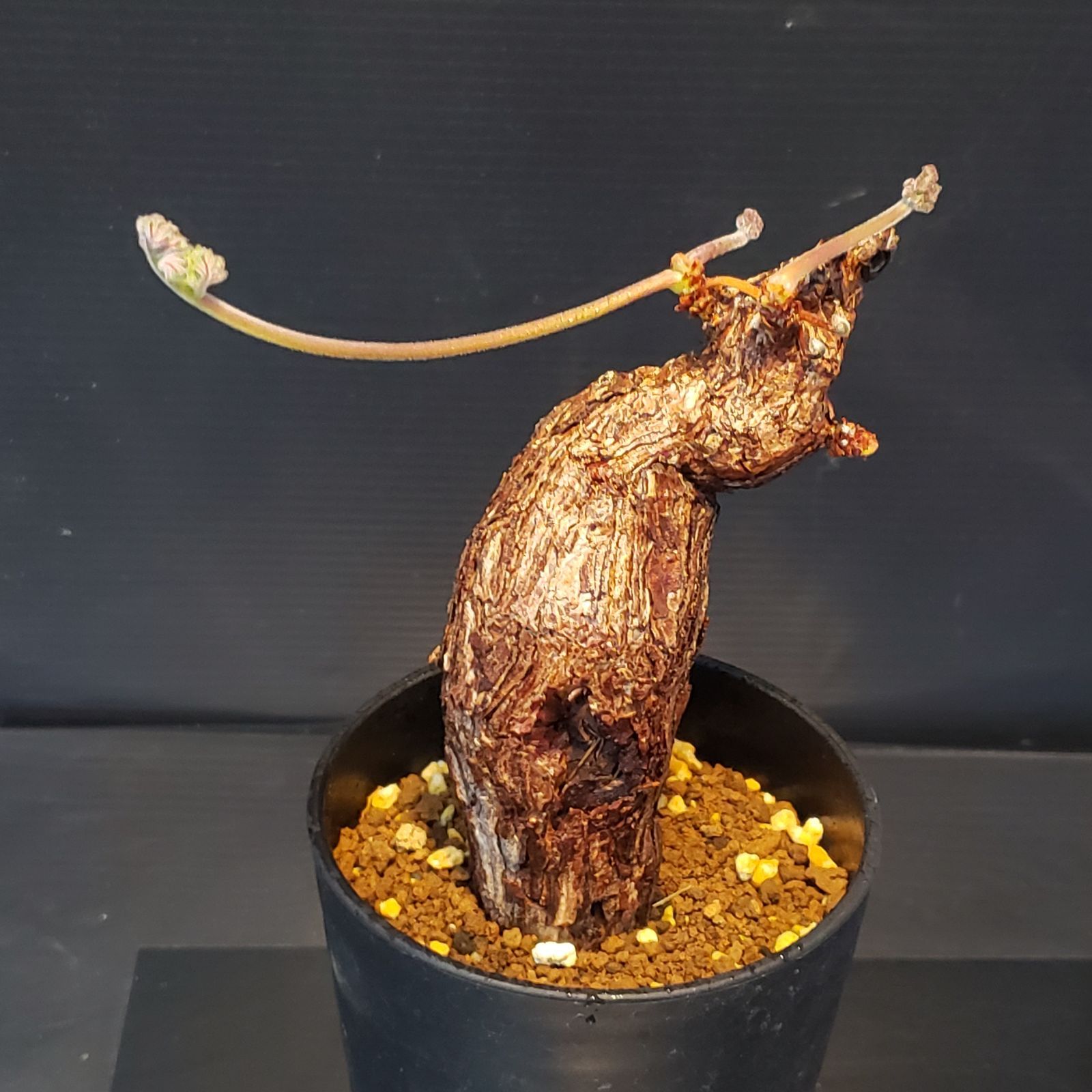 H247【自社養生株】ペラルゴニュウム トリステ（現地球・発根株