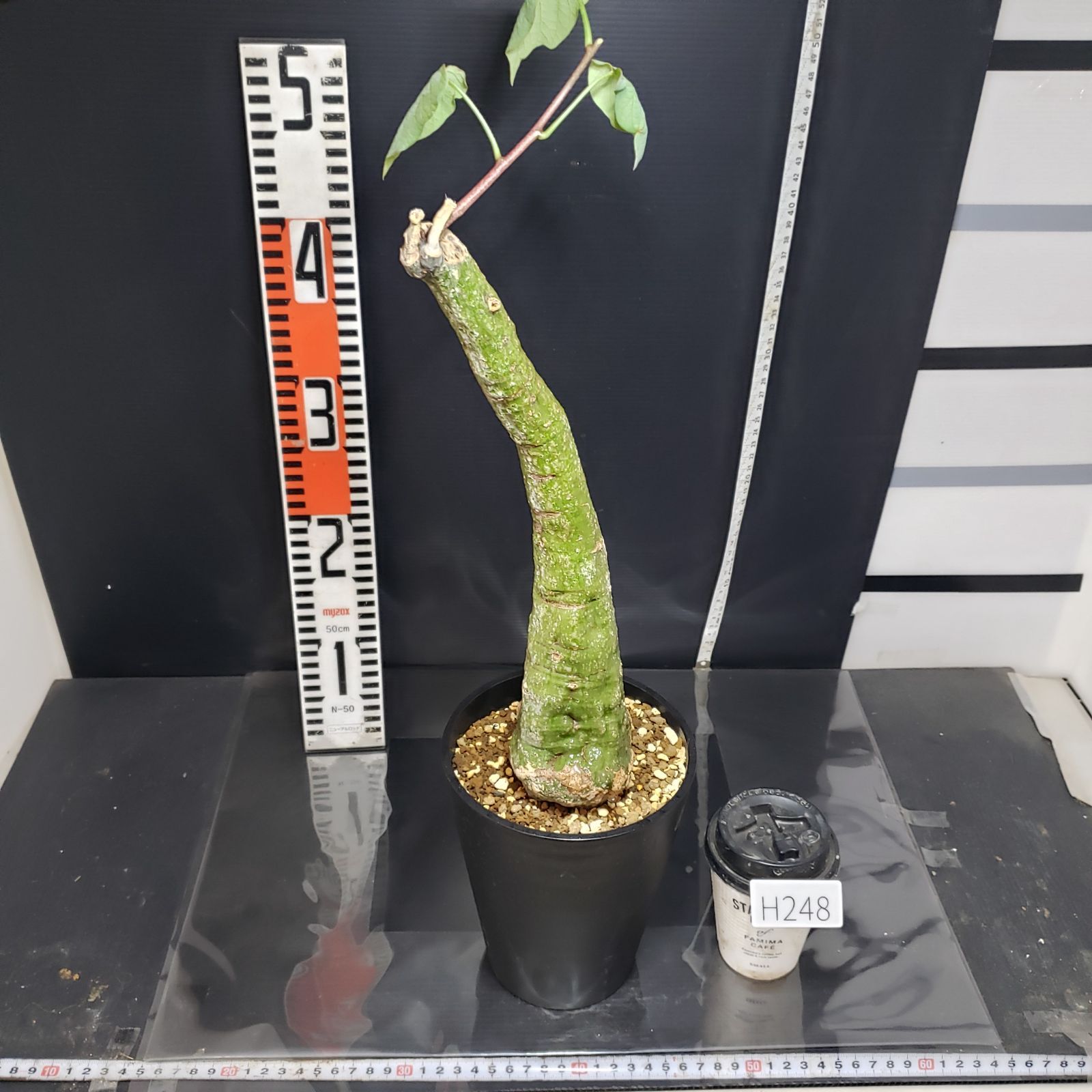 H248【自社養生株】アデニア クリスタルグリーン（現地球・発根株