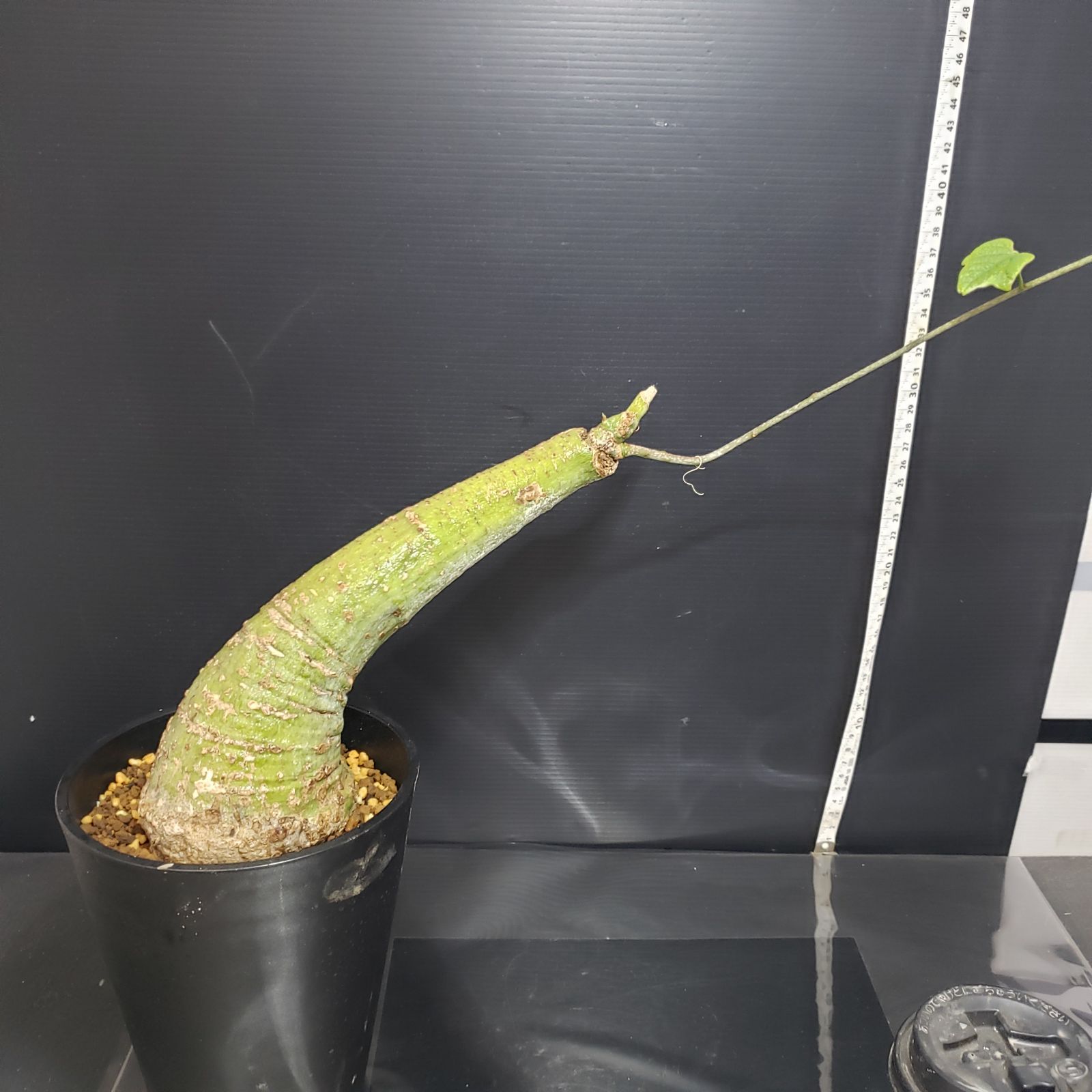 H249【自社養生株】アデニア クリスタルグリーン（現地球・発根株