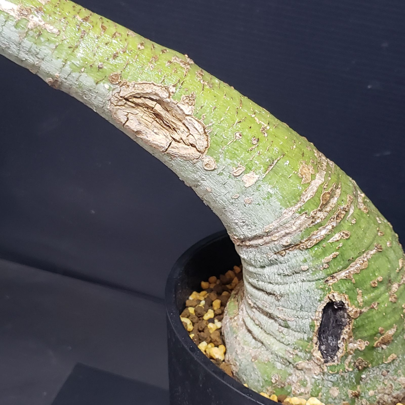 H249【自社養生株】アデニア クリスタルグリーン（現地球・発根株