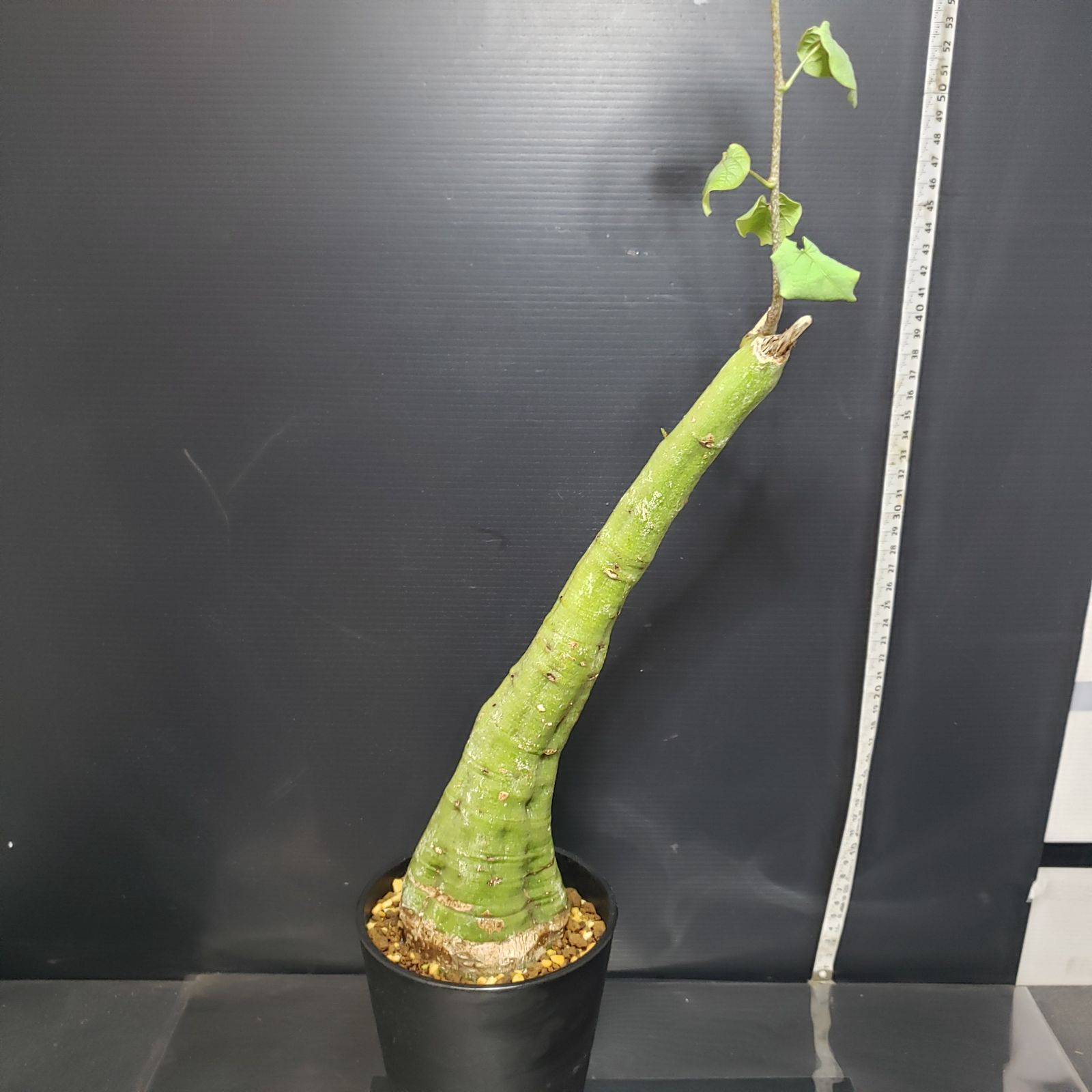 H250【自社養生株】アデニア クリスタルグリーン（現地球・発根株