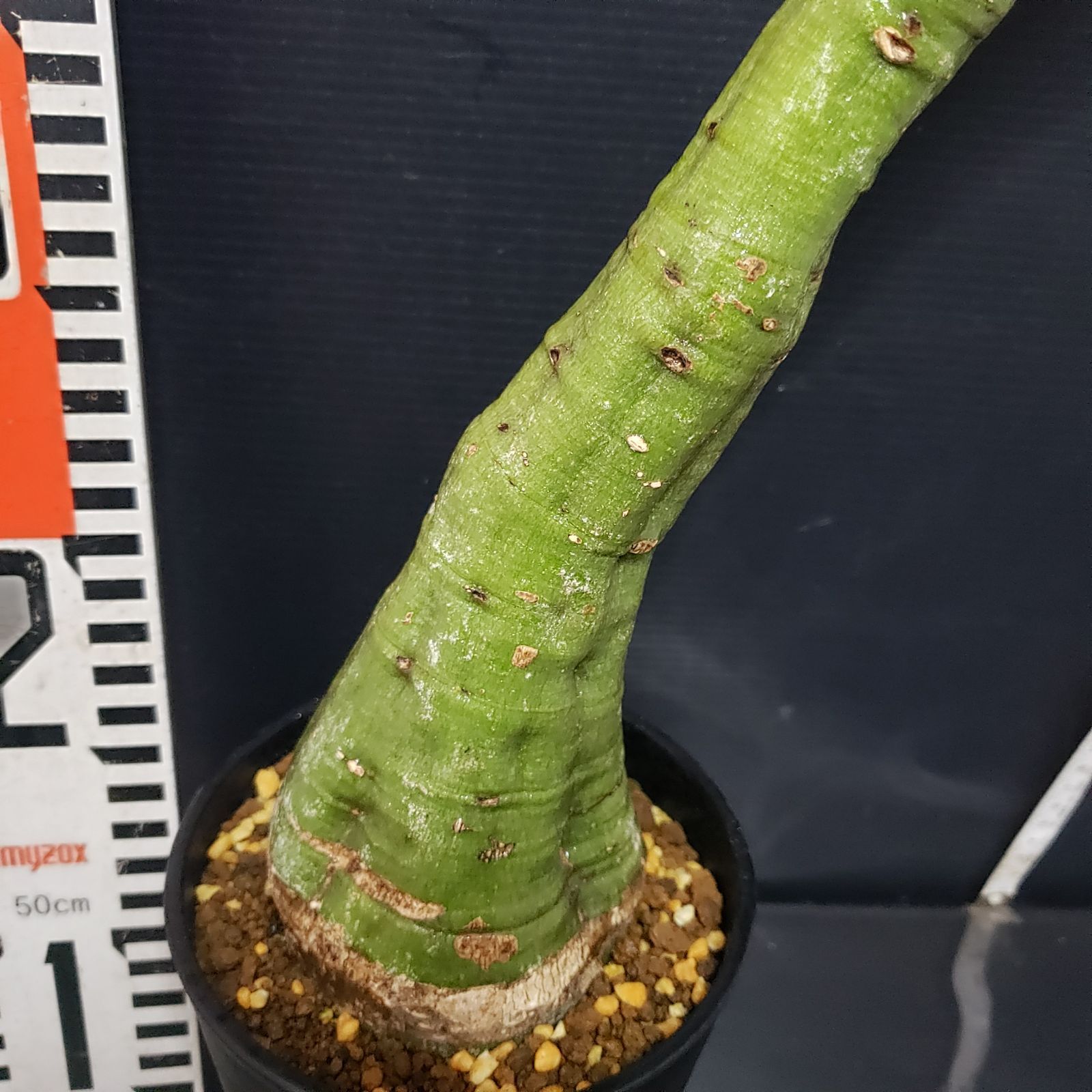 H250【自社養生株】アデニア クリスタルグリーン（現地球・発根株