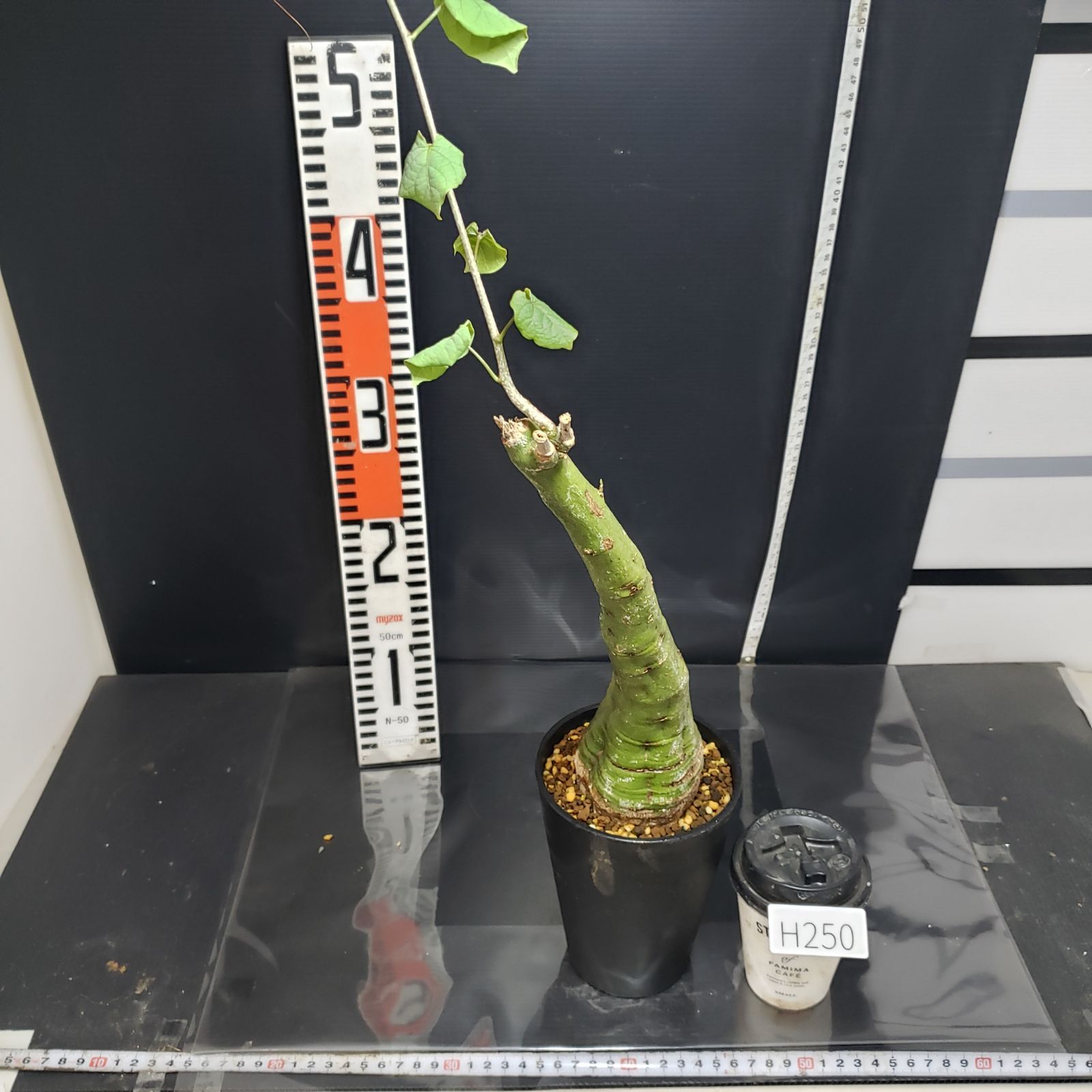 H250【自社養生株】アデニア クリスタルグリーン（現地球・発根株