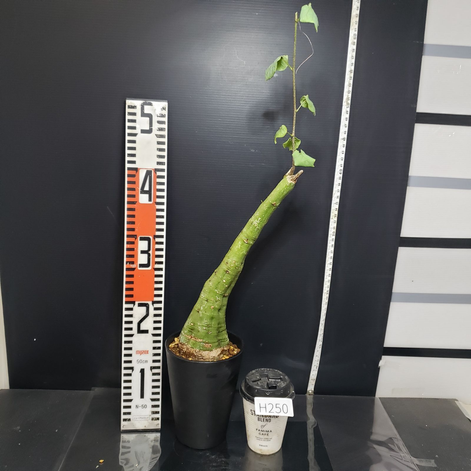 アデニア　SPクリスタル　グリーン 現地球　発根株（鉢付き） アデニア SPクリスタル グリーン 現地球 発根株（鉢付き） アデニア SP